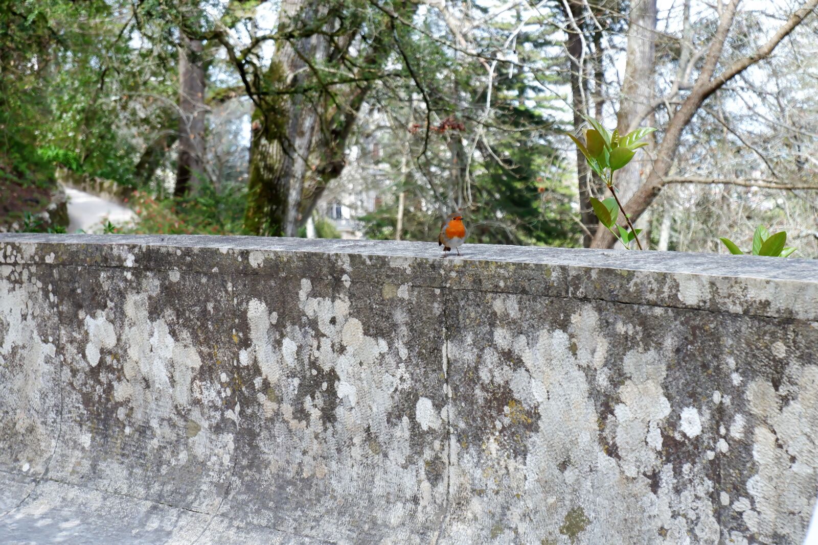 Fujifilm XC 15-45mm F3.5-5.6 OIS PZ sample photo. Spring bird, bird, spring photography