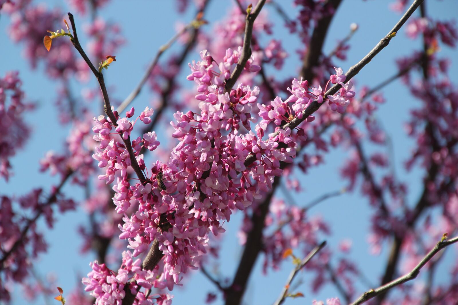 Canon EOS 550D (EOS Rebel T2i / EOS Kiss X4) sample photo. Tree, redbud, pink photography