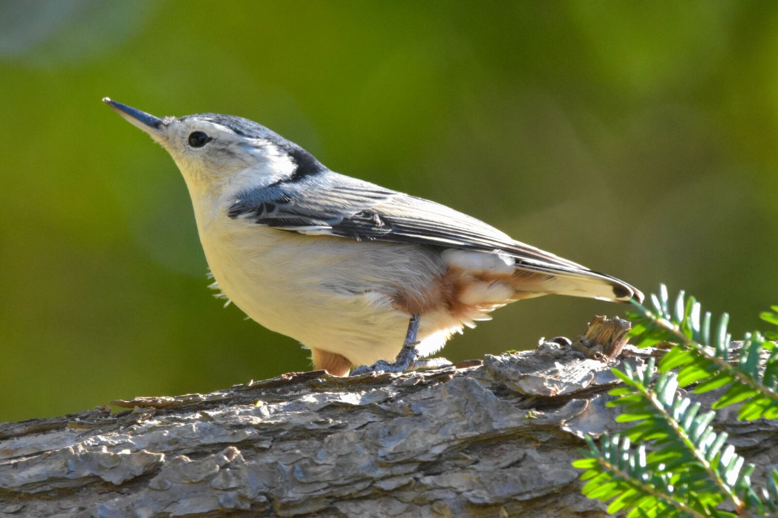 Nikon D3400 sample photo. Tree, bird, white-breasted nuthatch photography