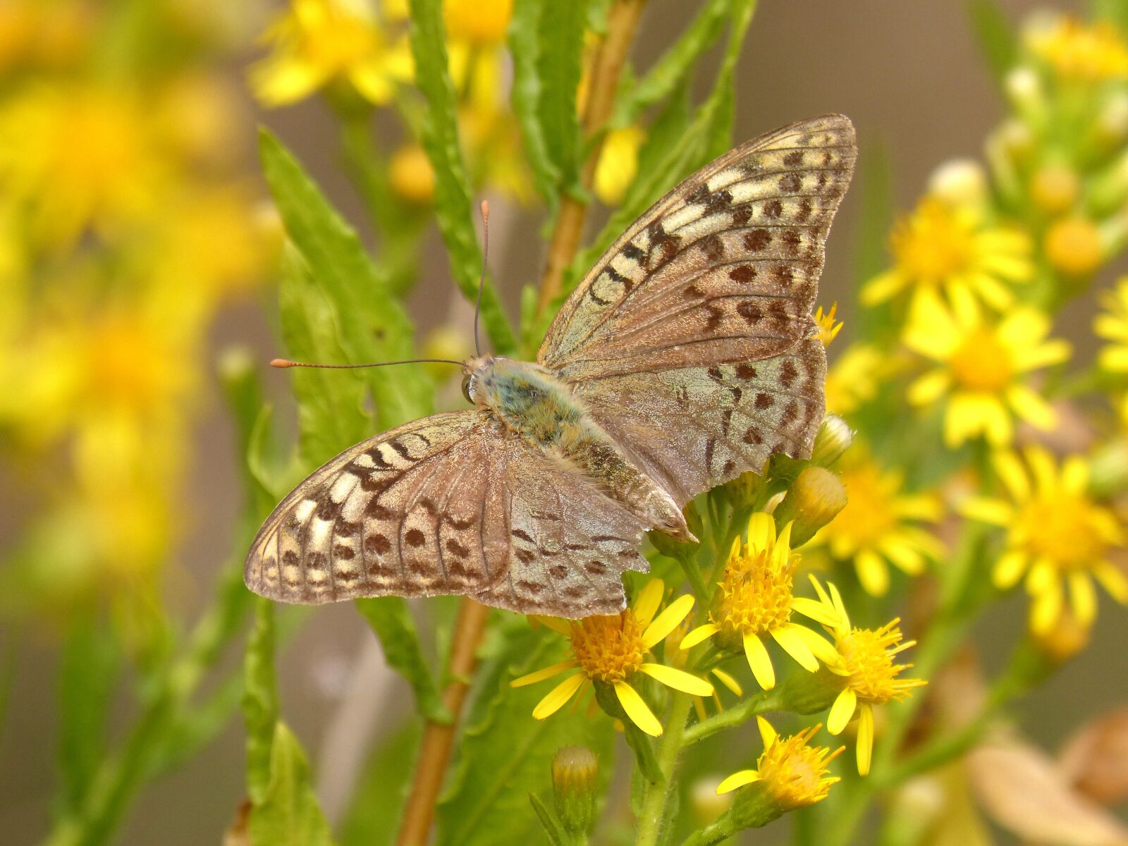 Panasonic DMC-FZ62 sample photo. Butterfly, yellow flower, libar photography