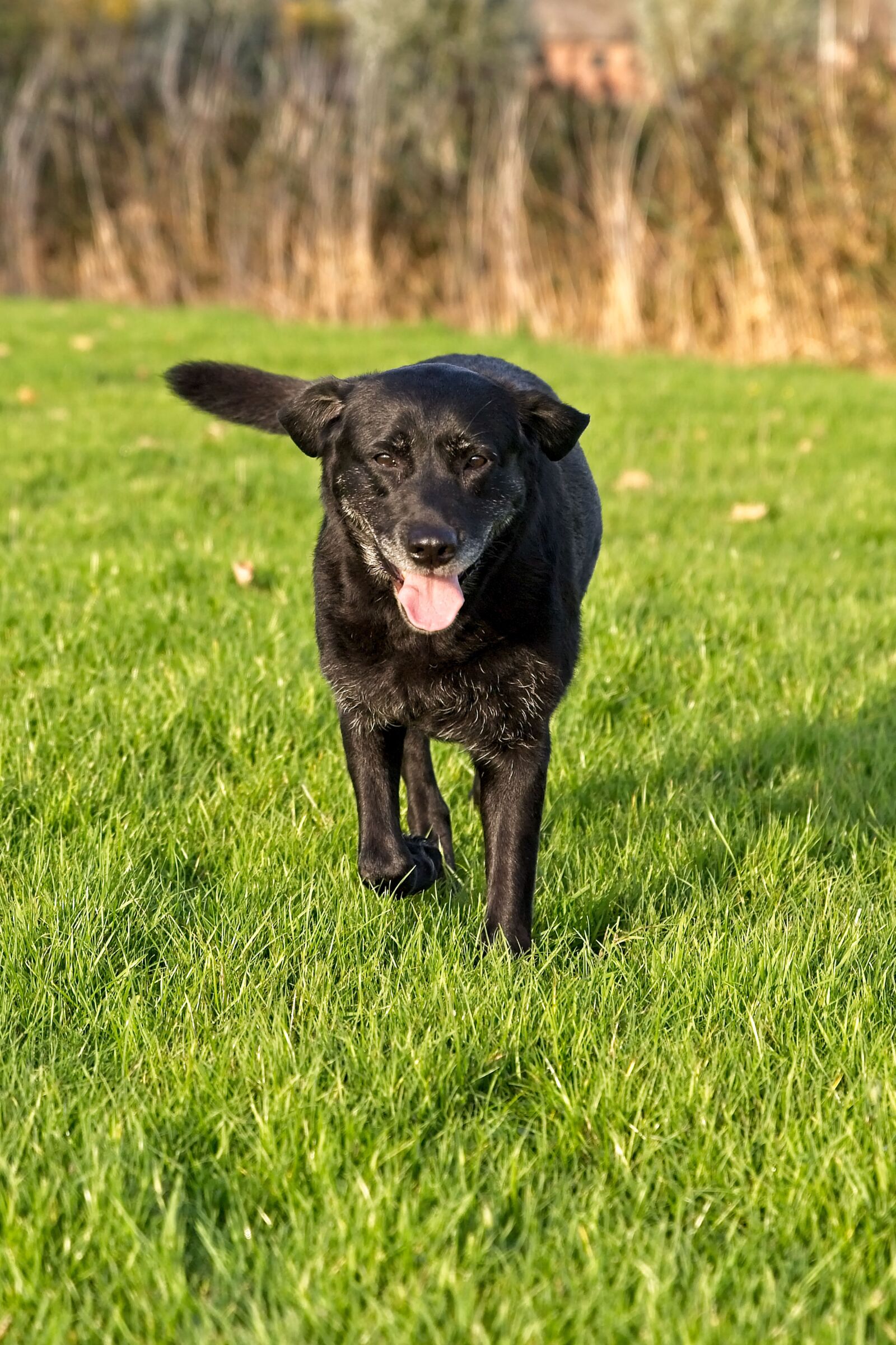 Canon EOS 6D Mark II sample photo. Labrador, dog, black photography