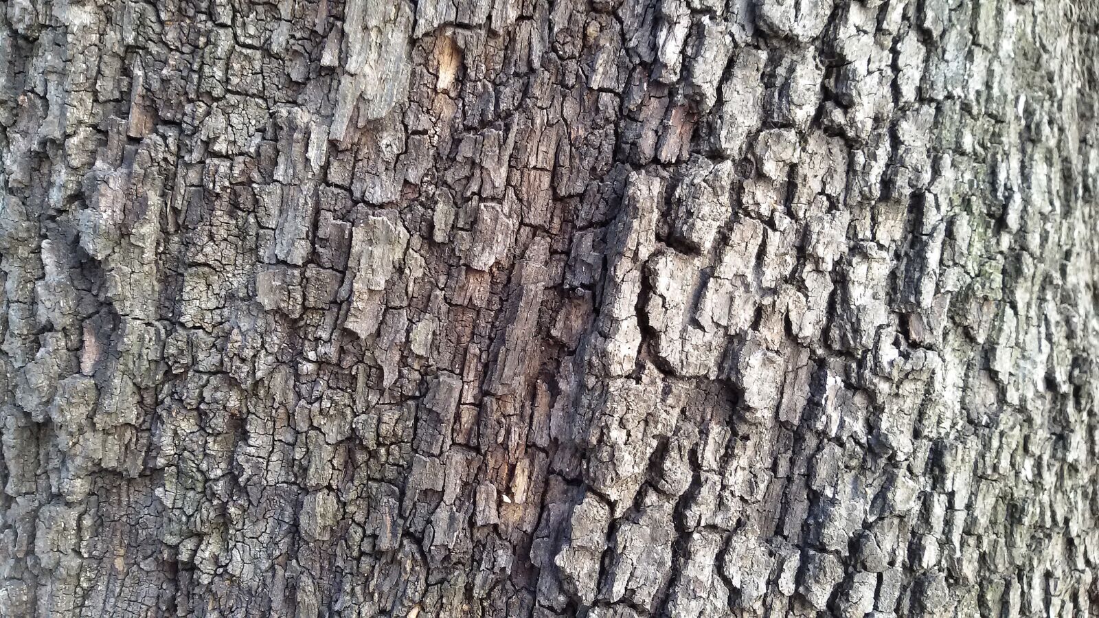 Samsung Galaxy S3 Neo sample photo. Bark, tree, wood photography