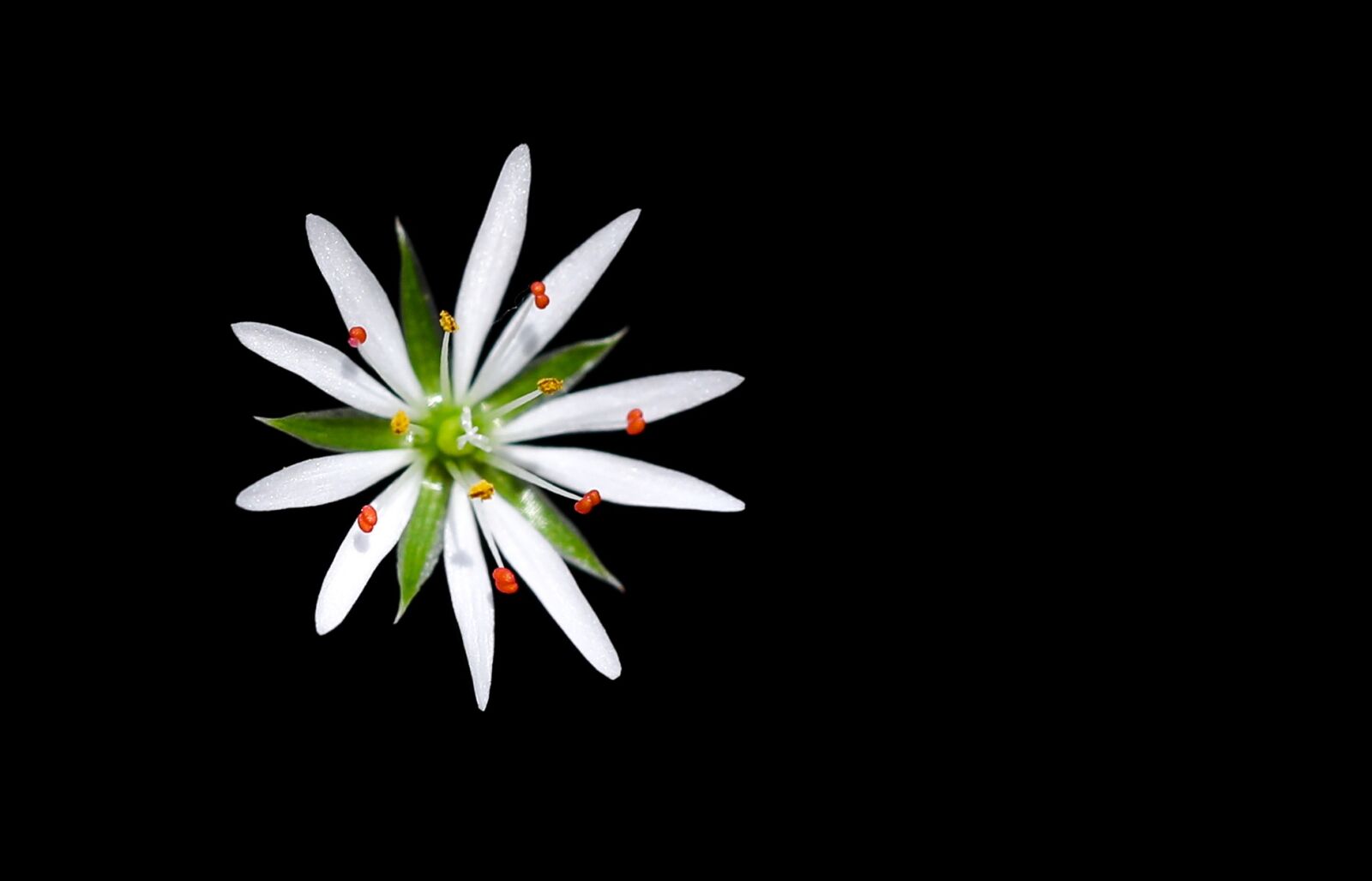 Canon EOS 5D Mark IV sample photo. Stellaria, flower, background photography