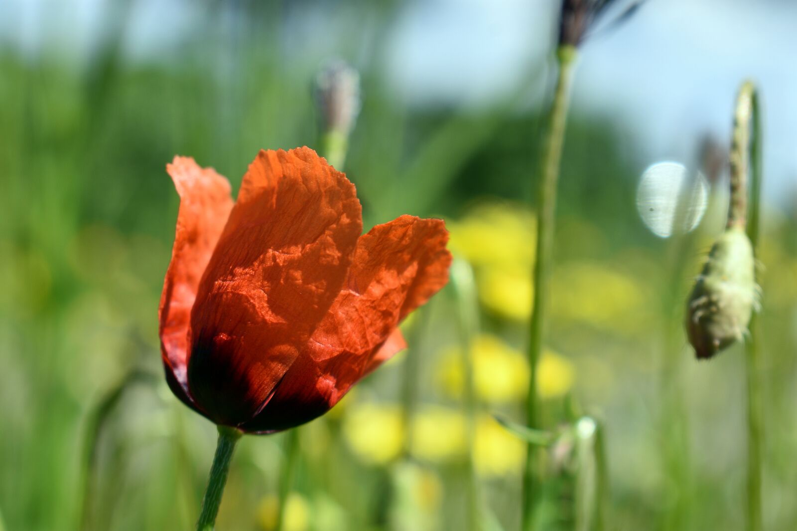 Nikon D3400 sample photo. Poppy, flower, spring photography
