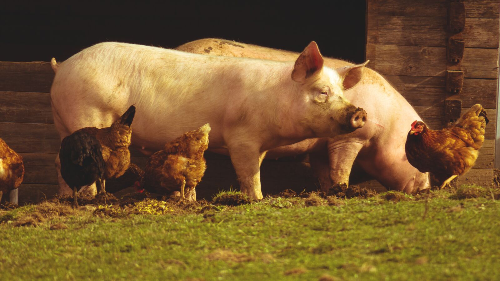 Canon PowerShot G3 X sample photo. Pigs, chickens, farm photography