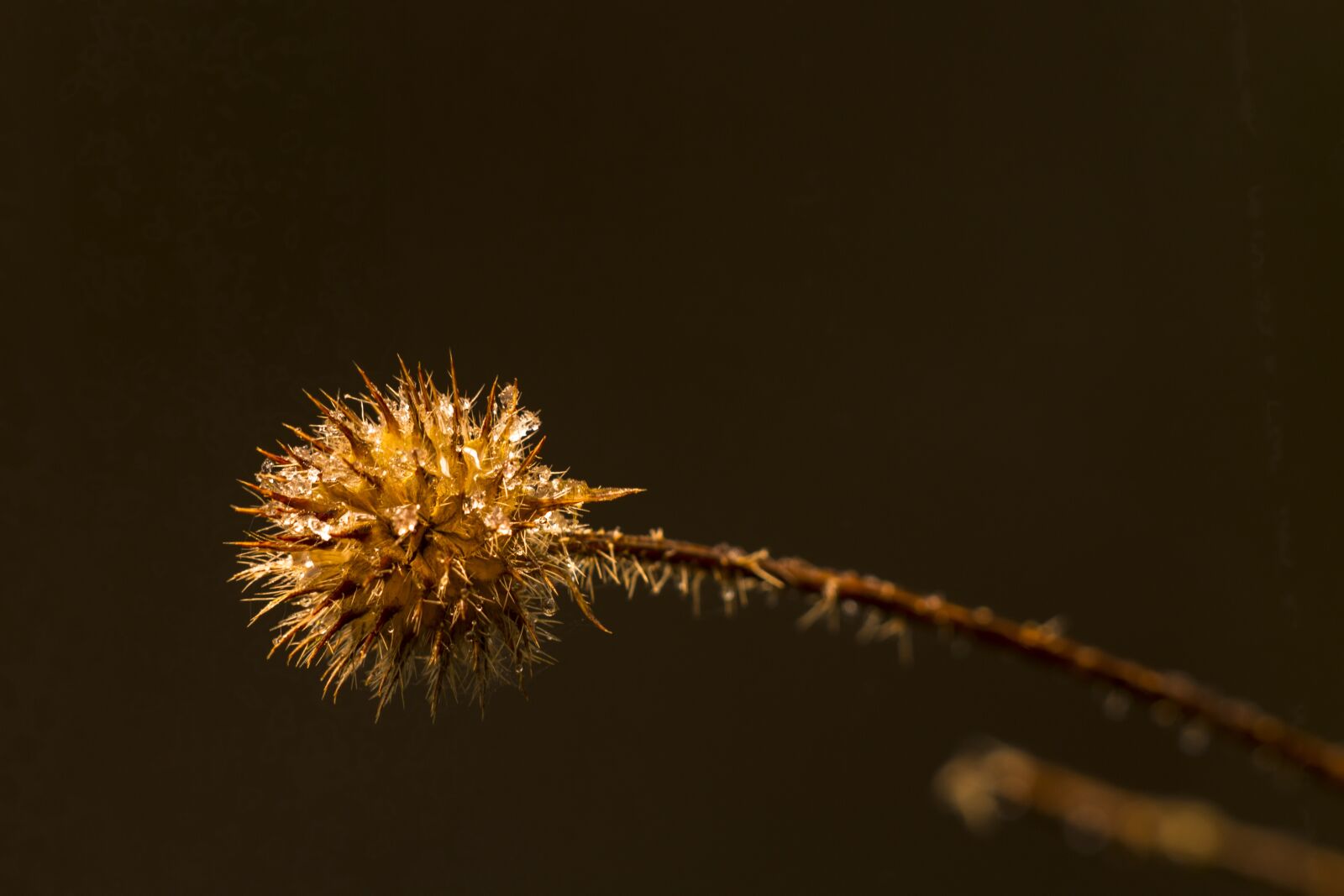 Canon EOS 7D sample photo. Boll, withers, eiskristalle photography