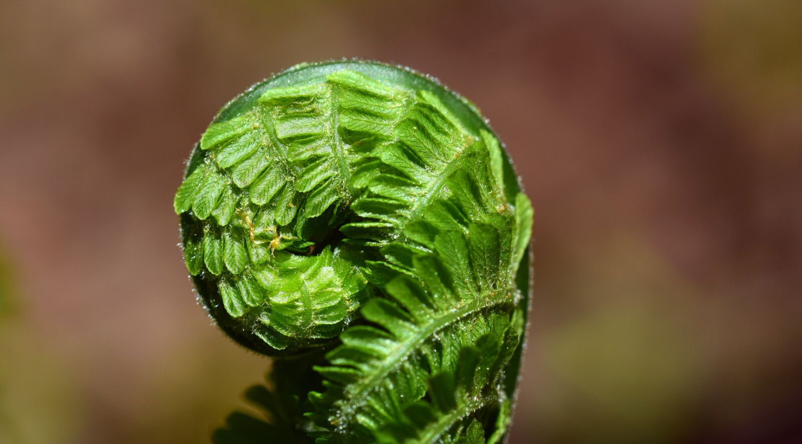 Nikon D3300 sample photo. Fern, green, plant photography