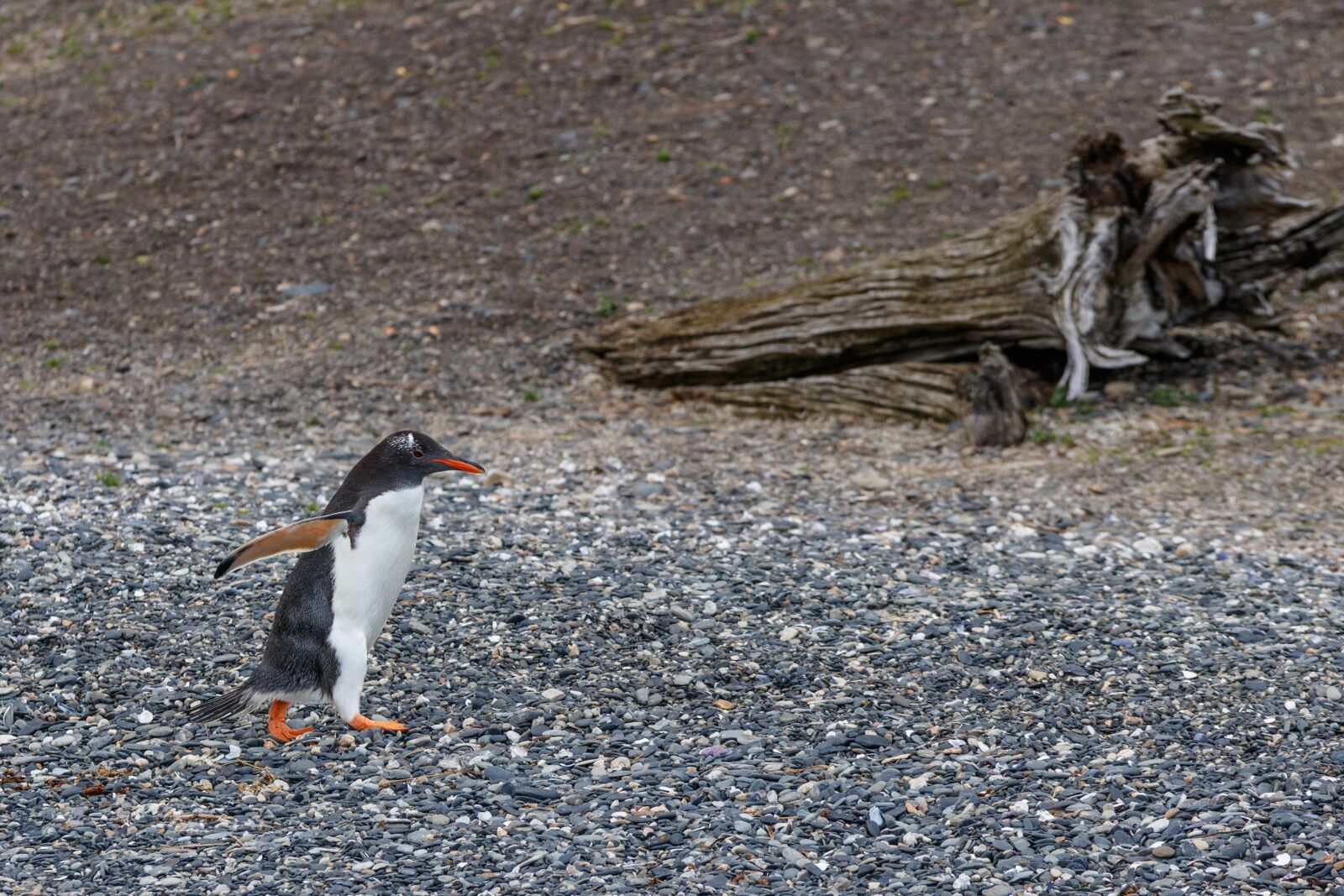 Canon EOS 80D sample photo. Donkey penguin, penguin, patagonia photography