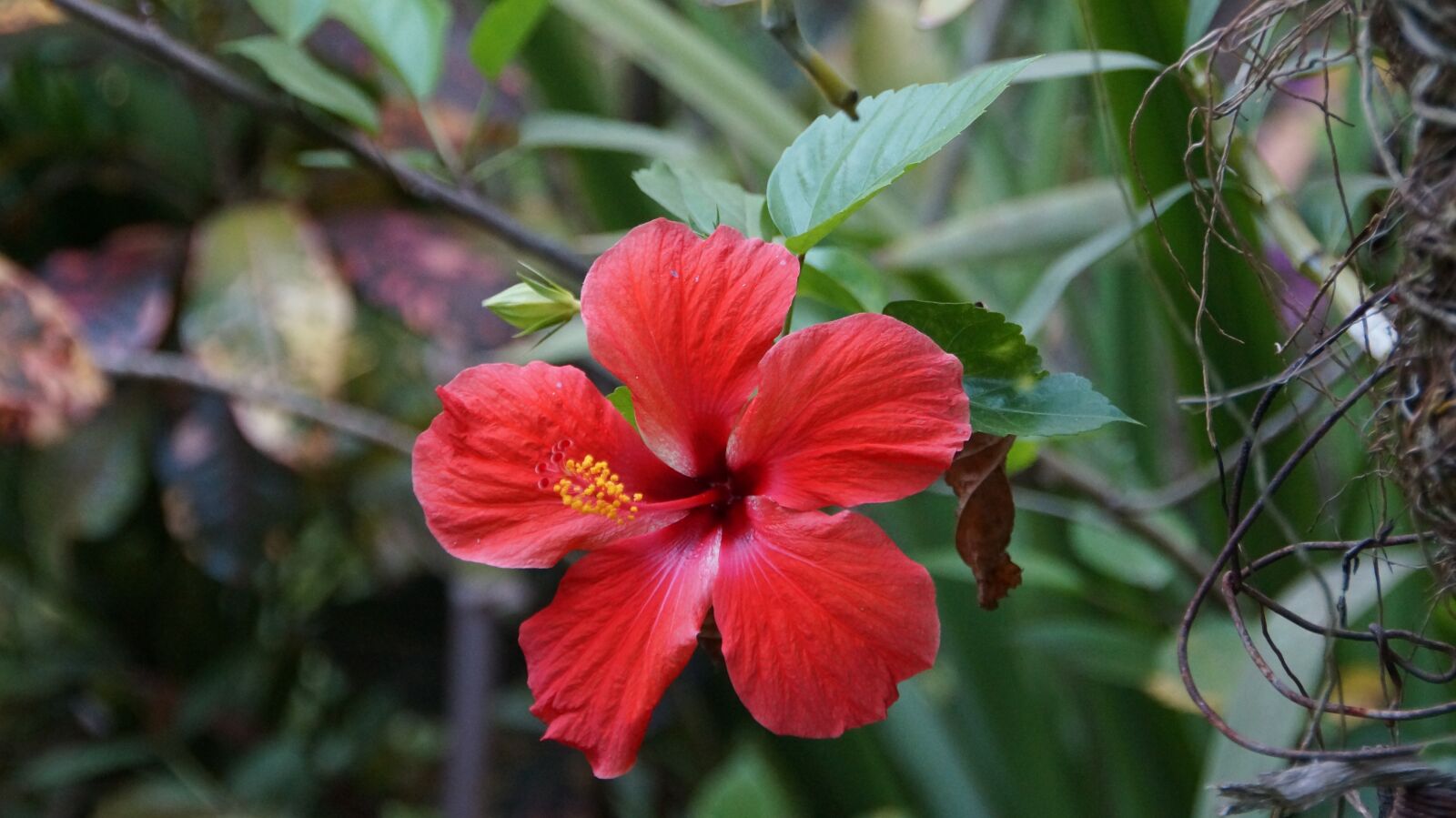 Sony SLT-A57 sample photo. Flower, red, hibiscus photography