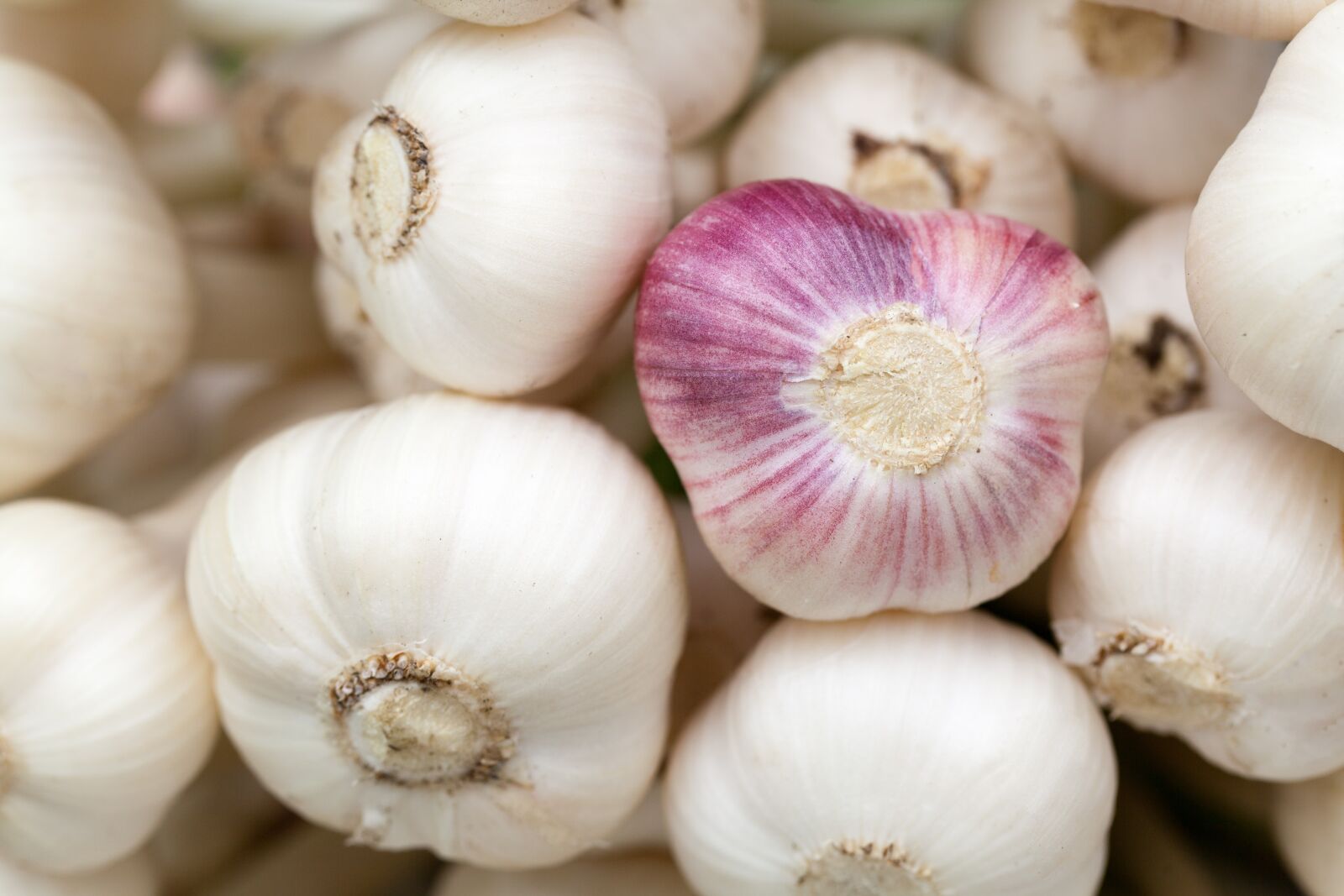 Canon EOS 5D Mark II sample photo. Aromatic, background, bulb, condiment photography