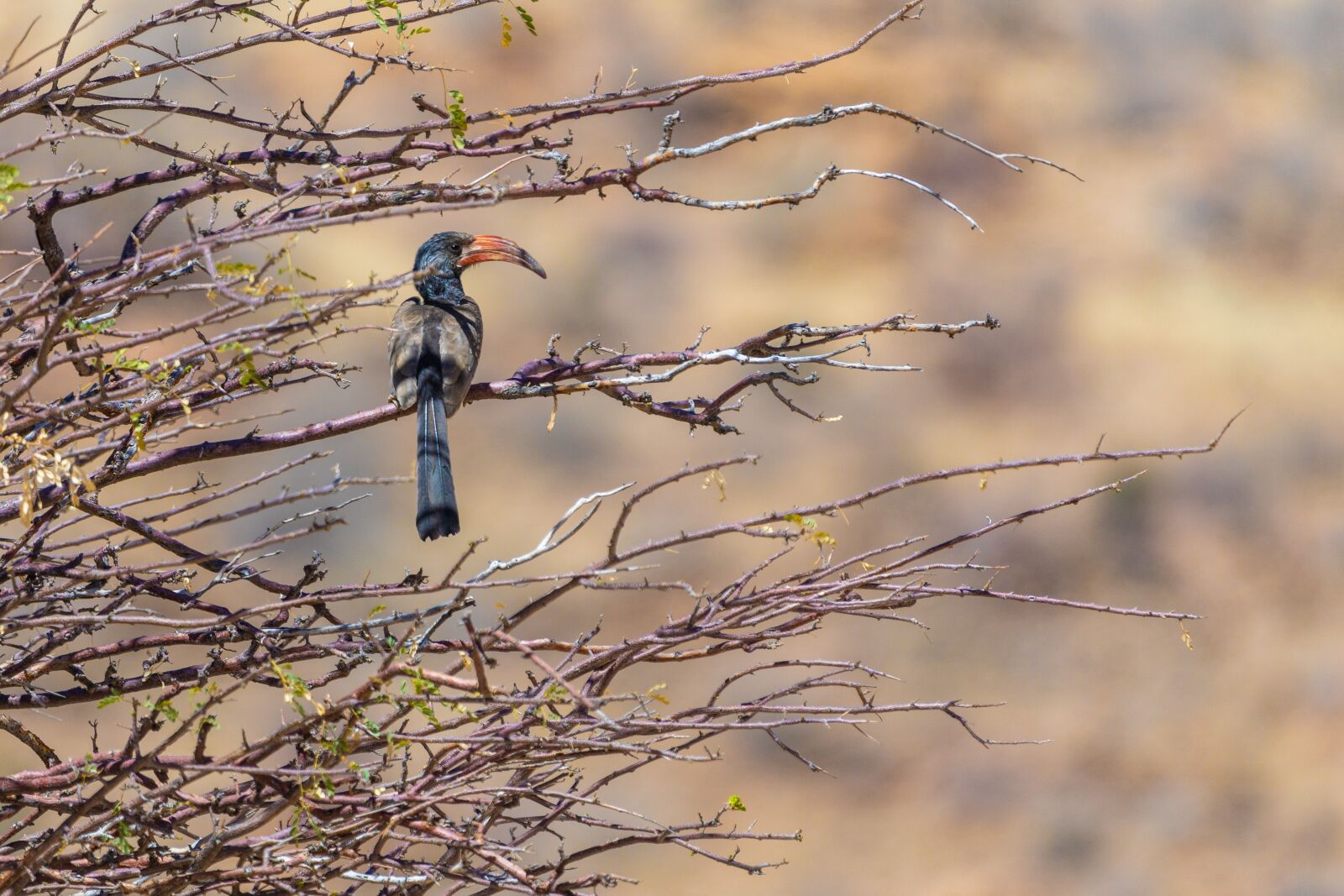 150-600mm F5-6.3 DG OS HSM | Contemporary 015 sample photo. Hornbills, hornbill, bird photography