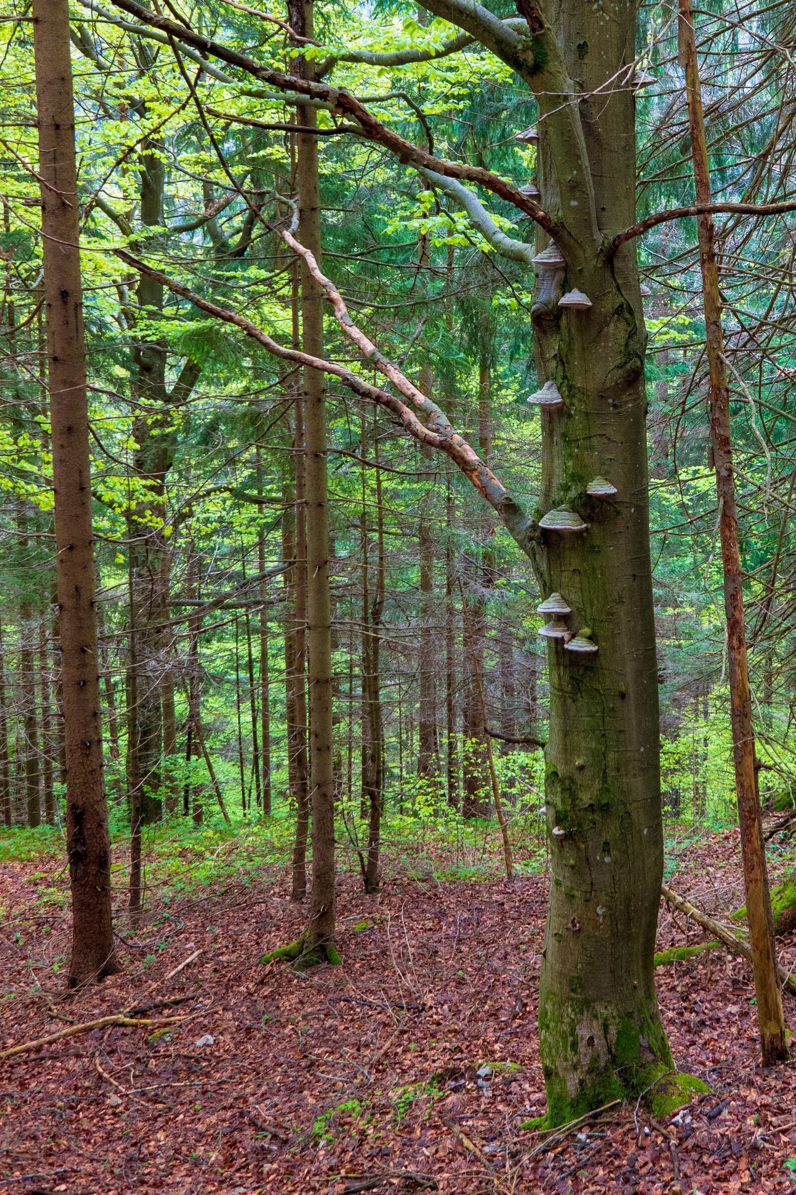 Leica CL sample photo. Mushroom, bark, forest photography