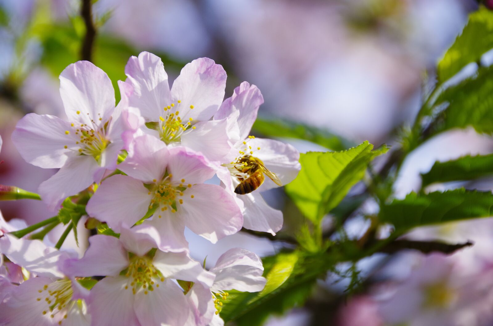 Pentax K-50 sample photo. Cherry blossoms, bee, flowers photography