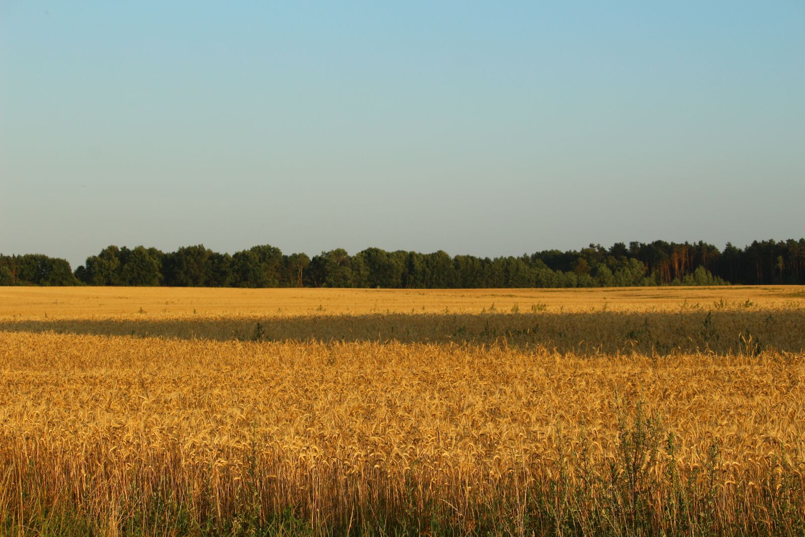 Canon EOS 100D (EOS Rebel SL1 / EOS Kiss X7) sample photo. Field, cereals, landscape photography