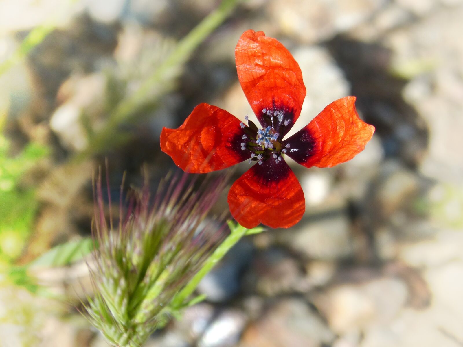 Panasonic DMC-FZ62 sample photo. Papaver hybridum, poppy, sad photography
