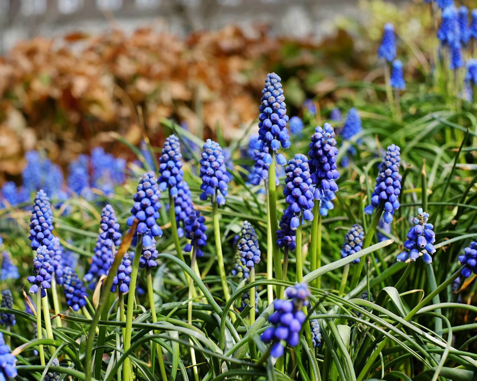 Fujifilm X-T10 + Fujifilm XF 35mm F1.4 R sample photo. Muscari, common grape hyacinth photography