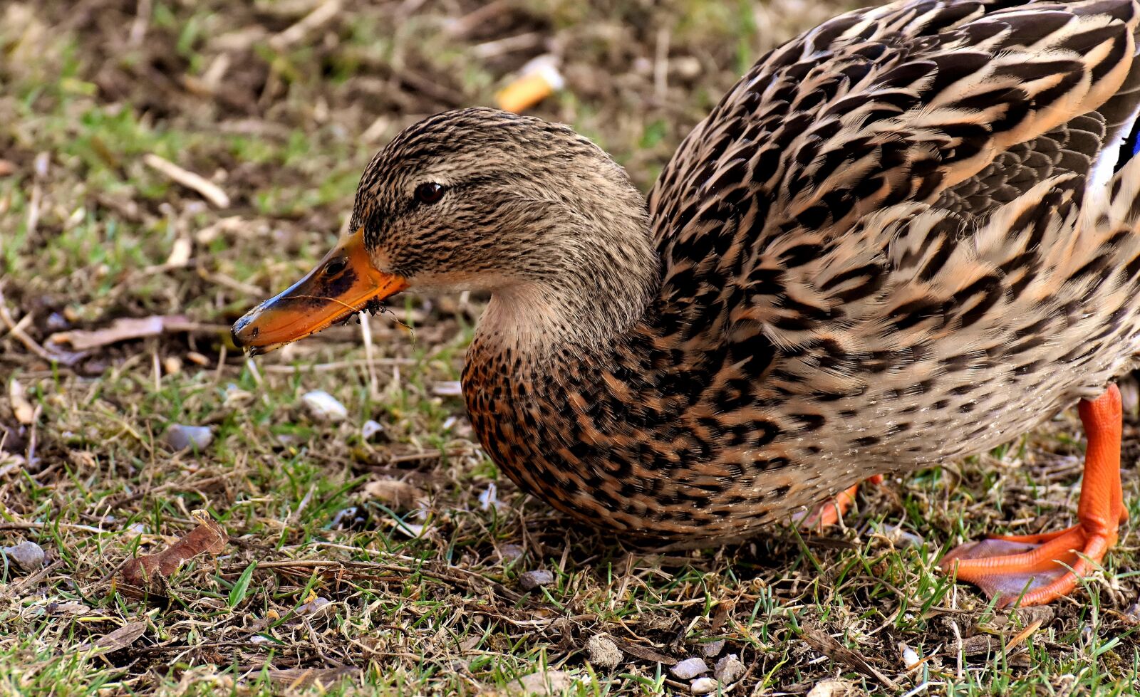Nikon D7200 sample photo. Mallard, cute, nature photography