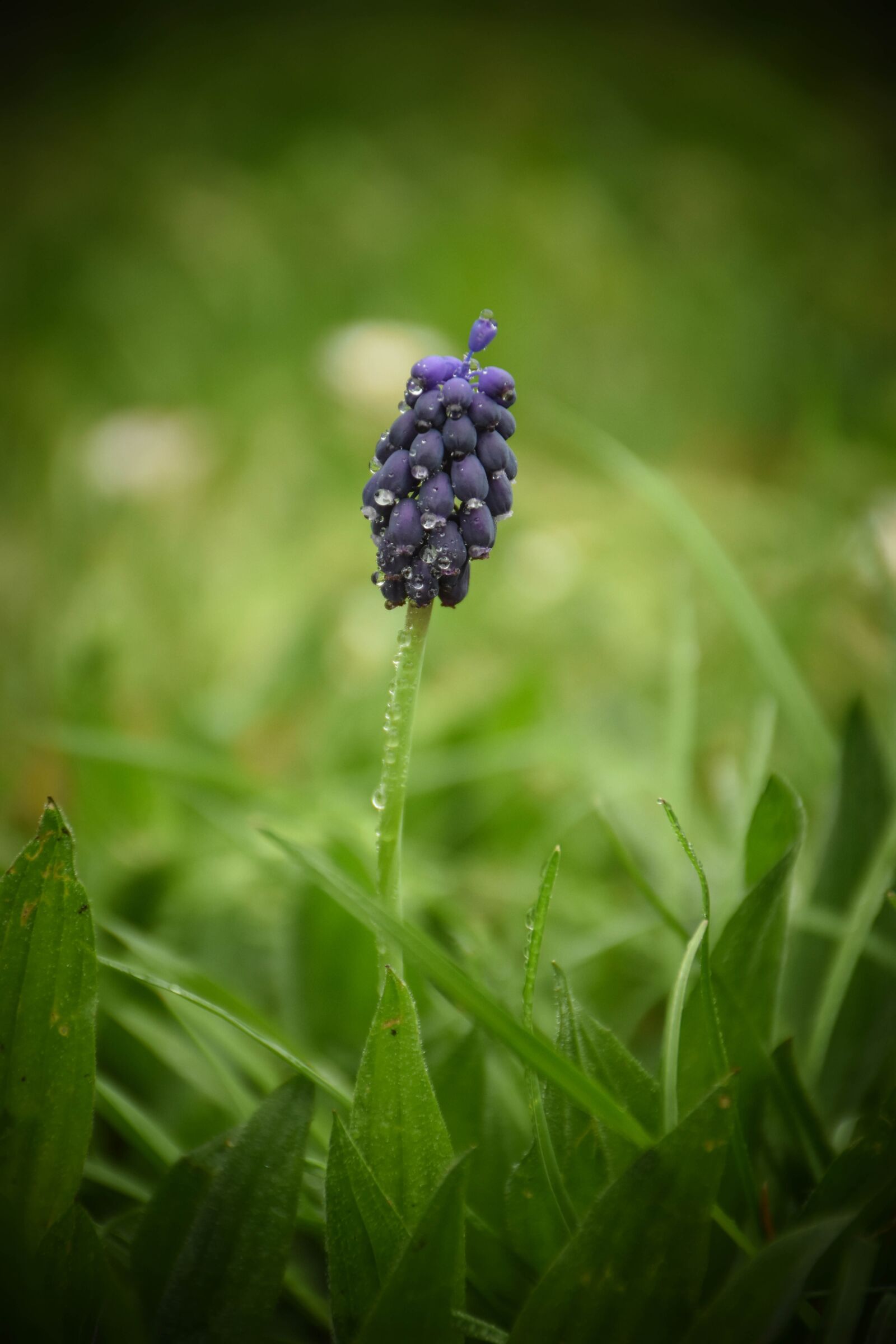 Nikon D5600 sample photo. Nature, plant, outdoors photography