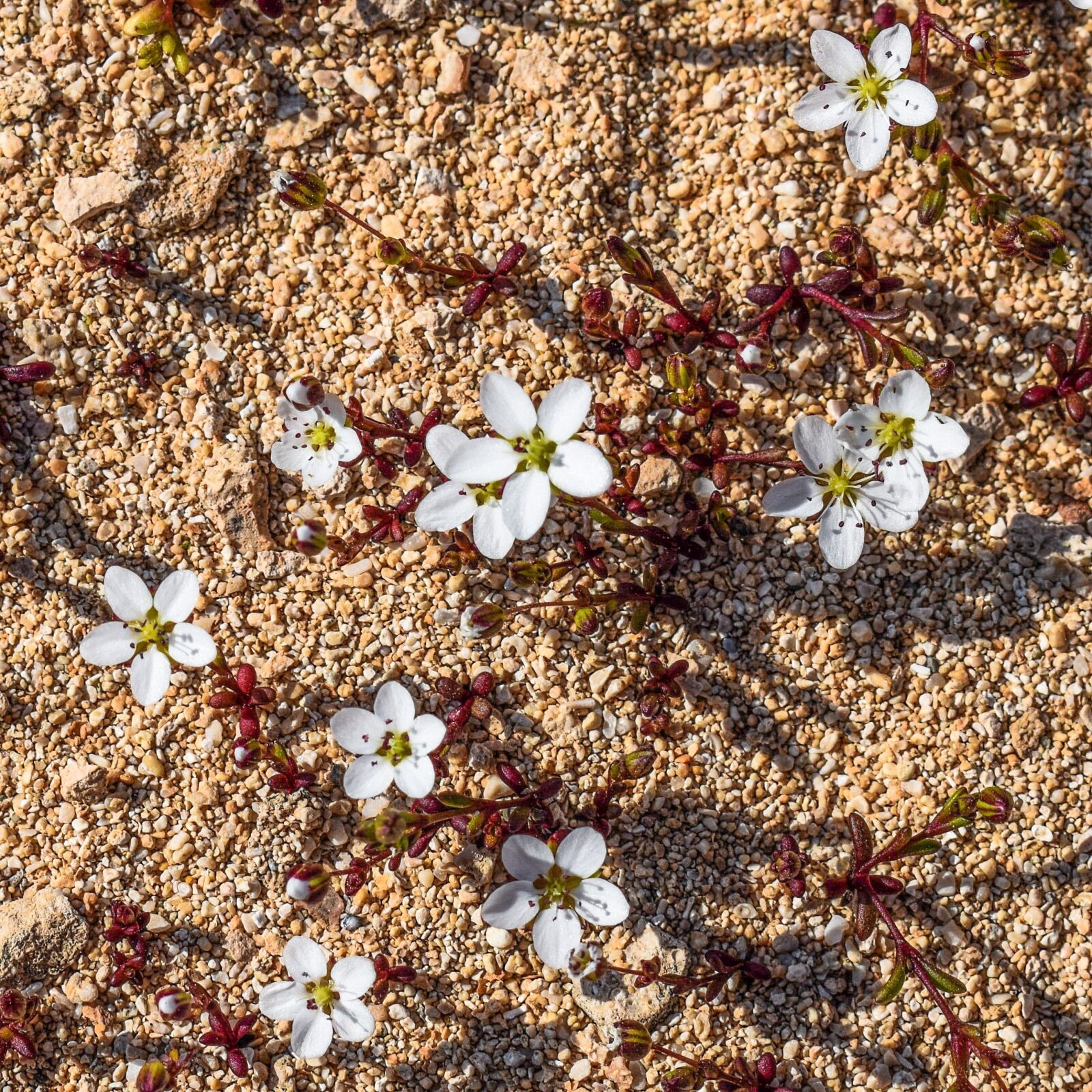 Nikon D3300 sample photo. Wild flower, white, tiny photography