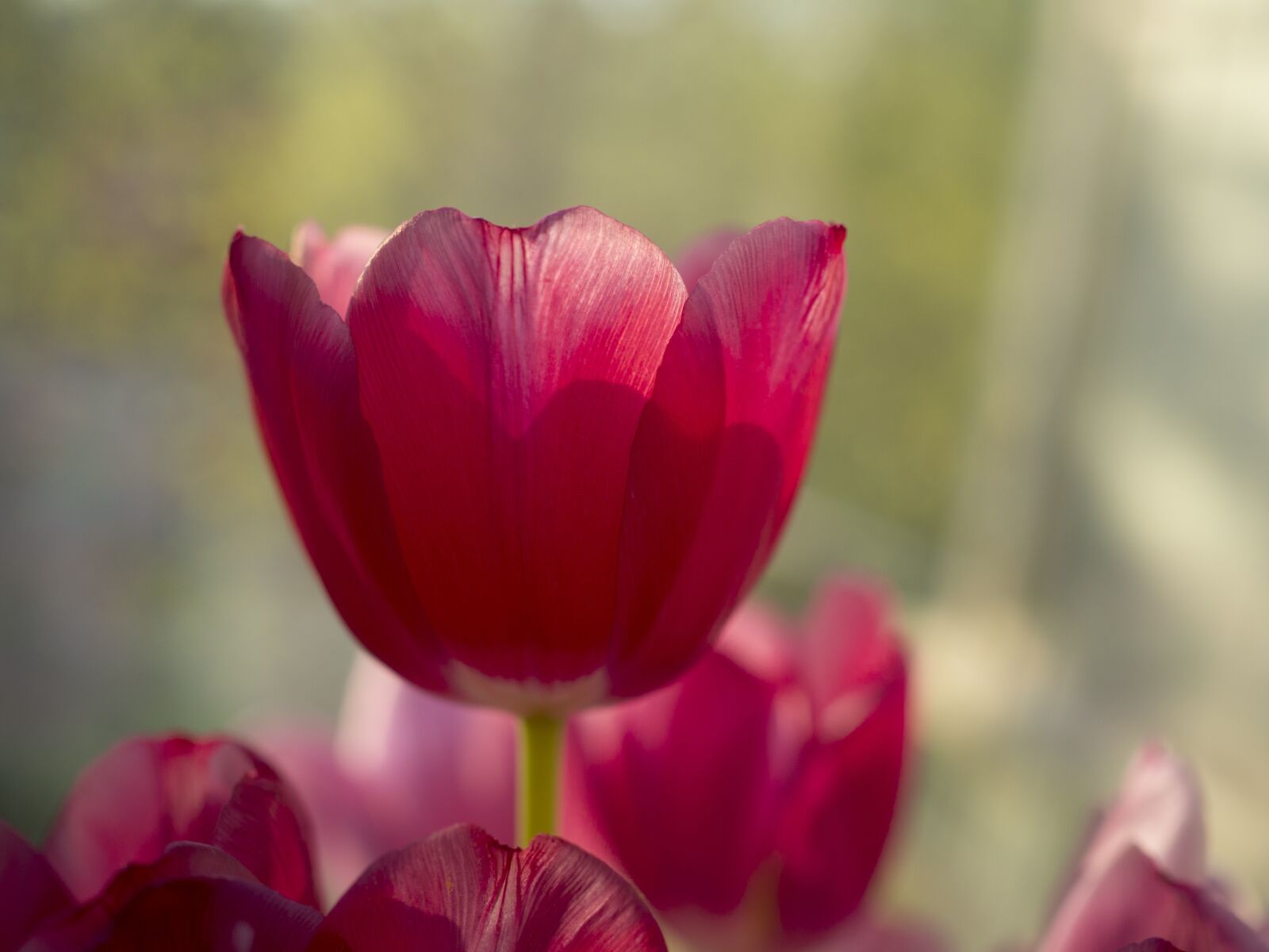 Olympus OM-D E-M10 II + Olympus M.Zuiko Digital 25mm F1.8 sample photo. Tulip, flora, spring photography