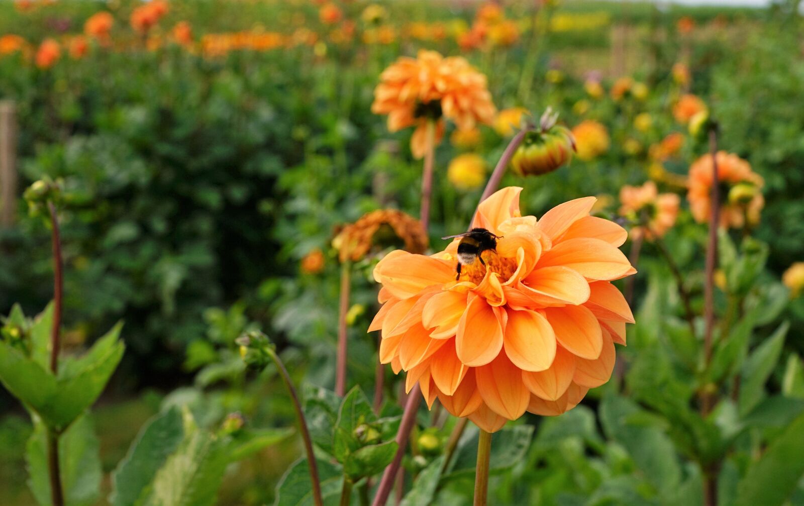 Sony ILCA-77M2 + Sony DT 16-50mm F2.8 SSM sample photo. Meadow, field, garden photography