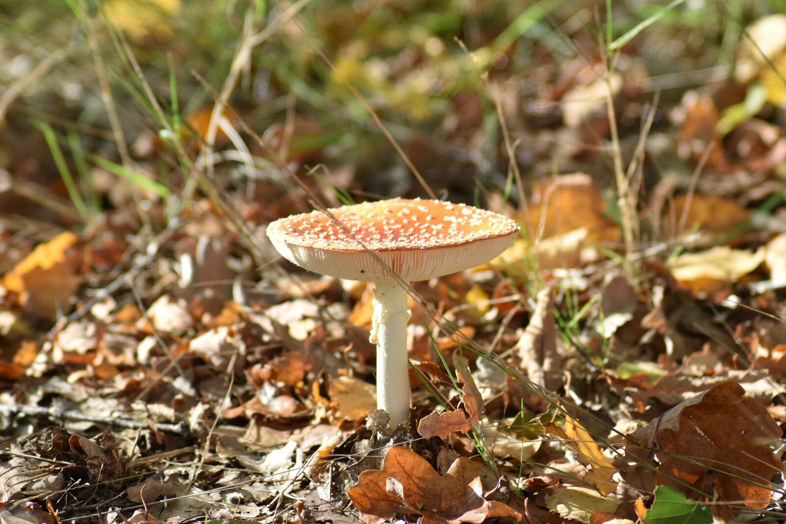 Nikon D3500 sample photo. Fly agaric, forest, mushroom photography