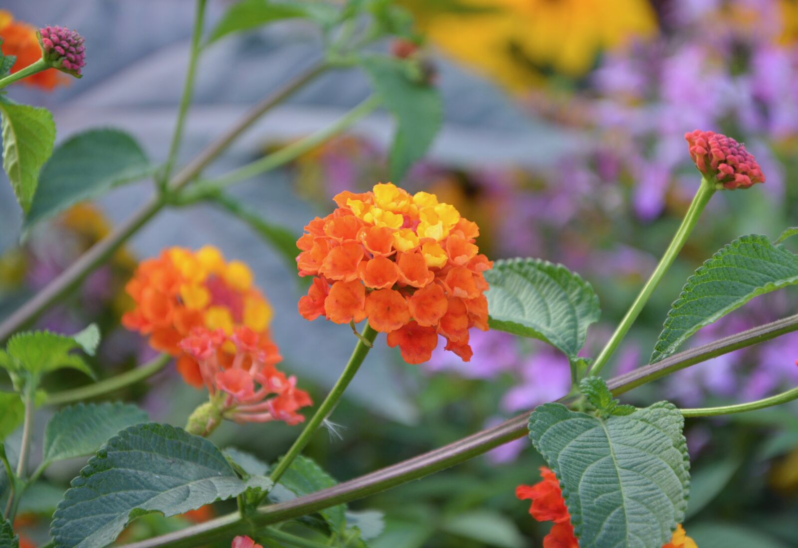 Nikon D5200 sample photo. Flowers, massif, parterre photography