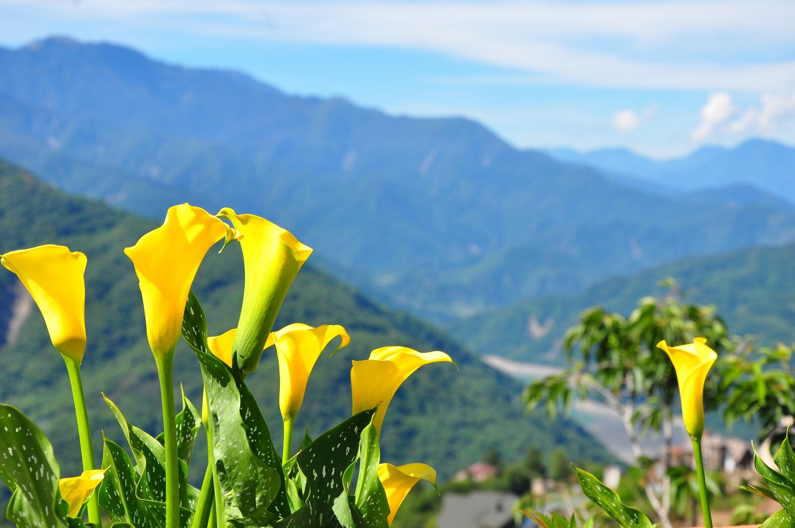 Nikon D90 sample photo. Flower, mountain, sky photography