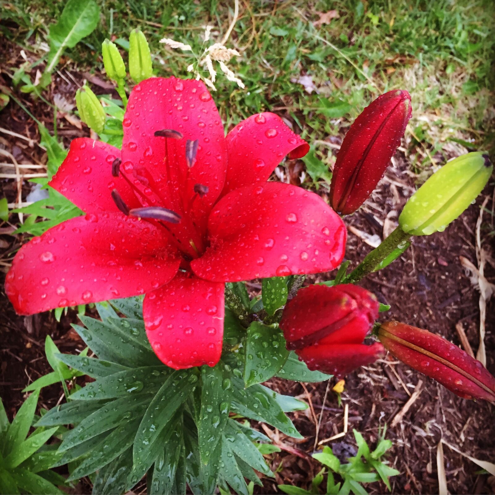 Apple iPhone 6 sample photo. Flower, rain photography