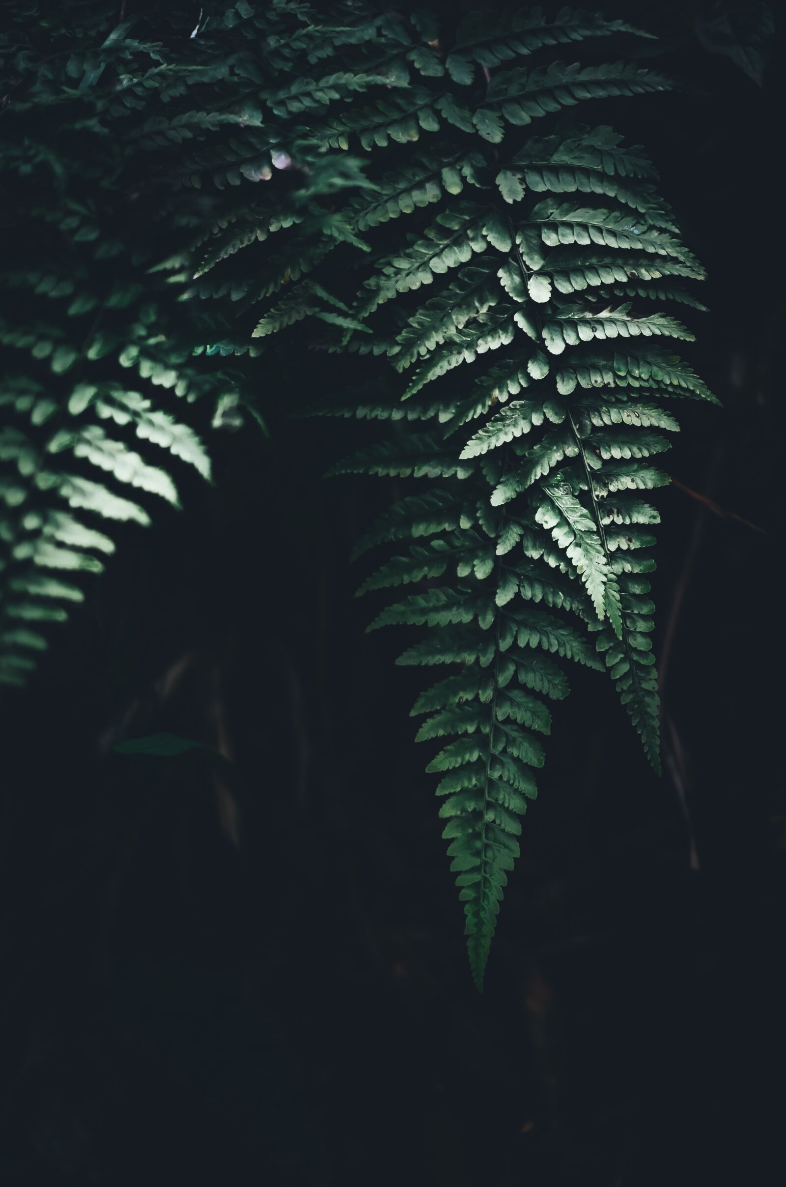 Nikon D5100 sample photo. Leaf, nature, green photography