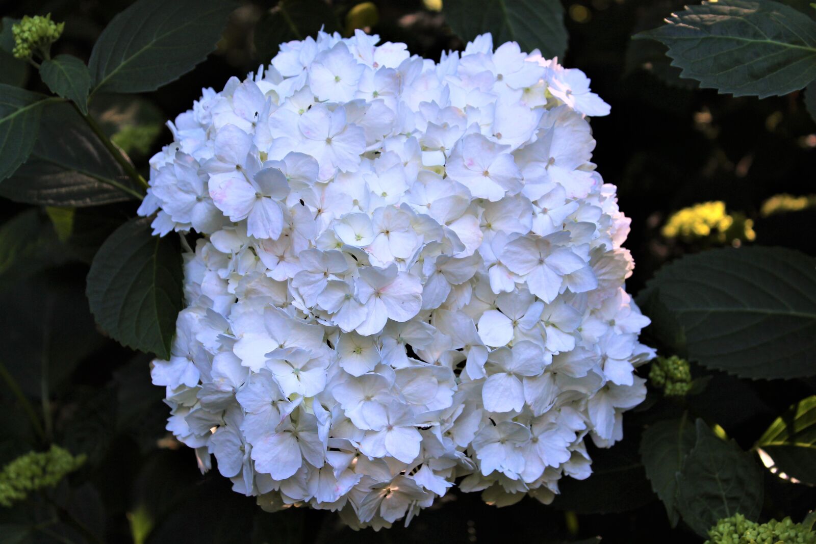 Canon EOS 1300D (EOS Rebel T6 / EOS Kiss X80) sample photo. Flower, white, plant photography