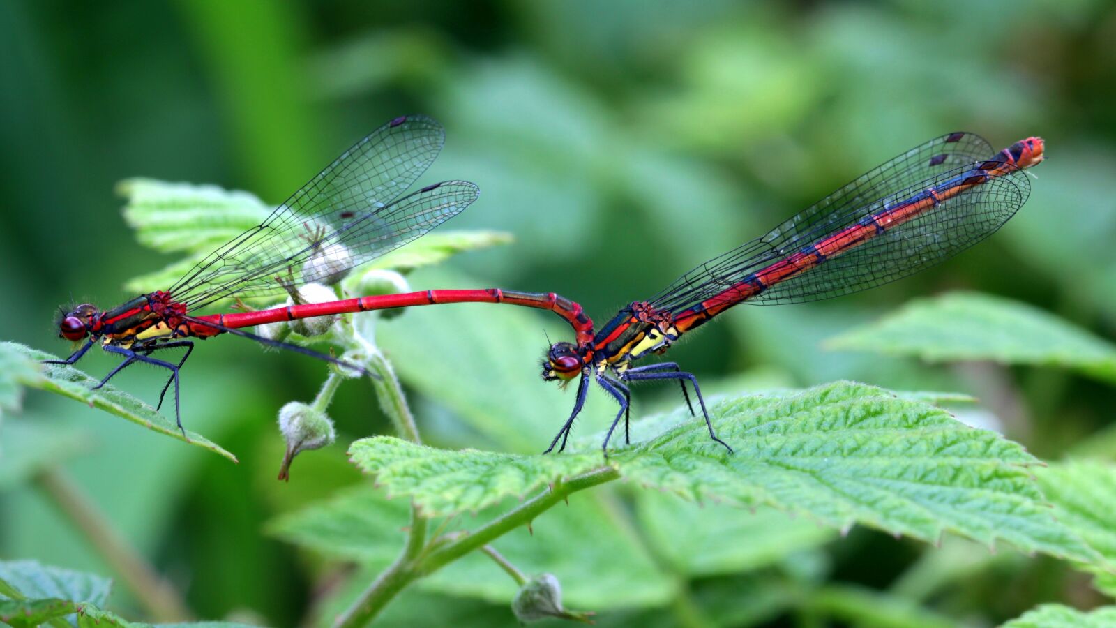 Canon EOS 650D (EOS Rebel T4i / EOS Kiss X6i) sample photo. Dragonflies, odonata, early adonis photography