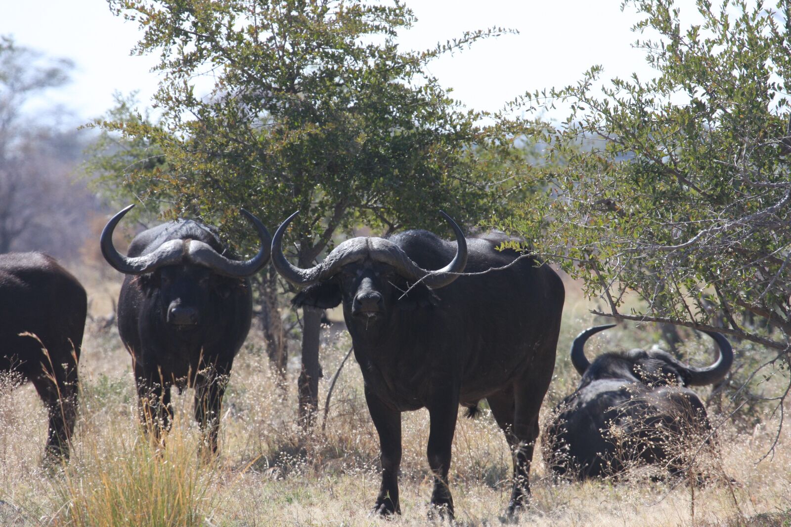 Canon EOS 40D sample photo. Africa, wild animals, bison photography