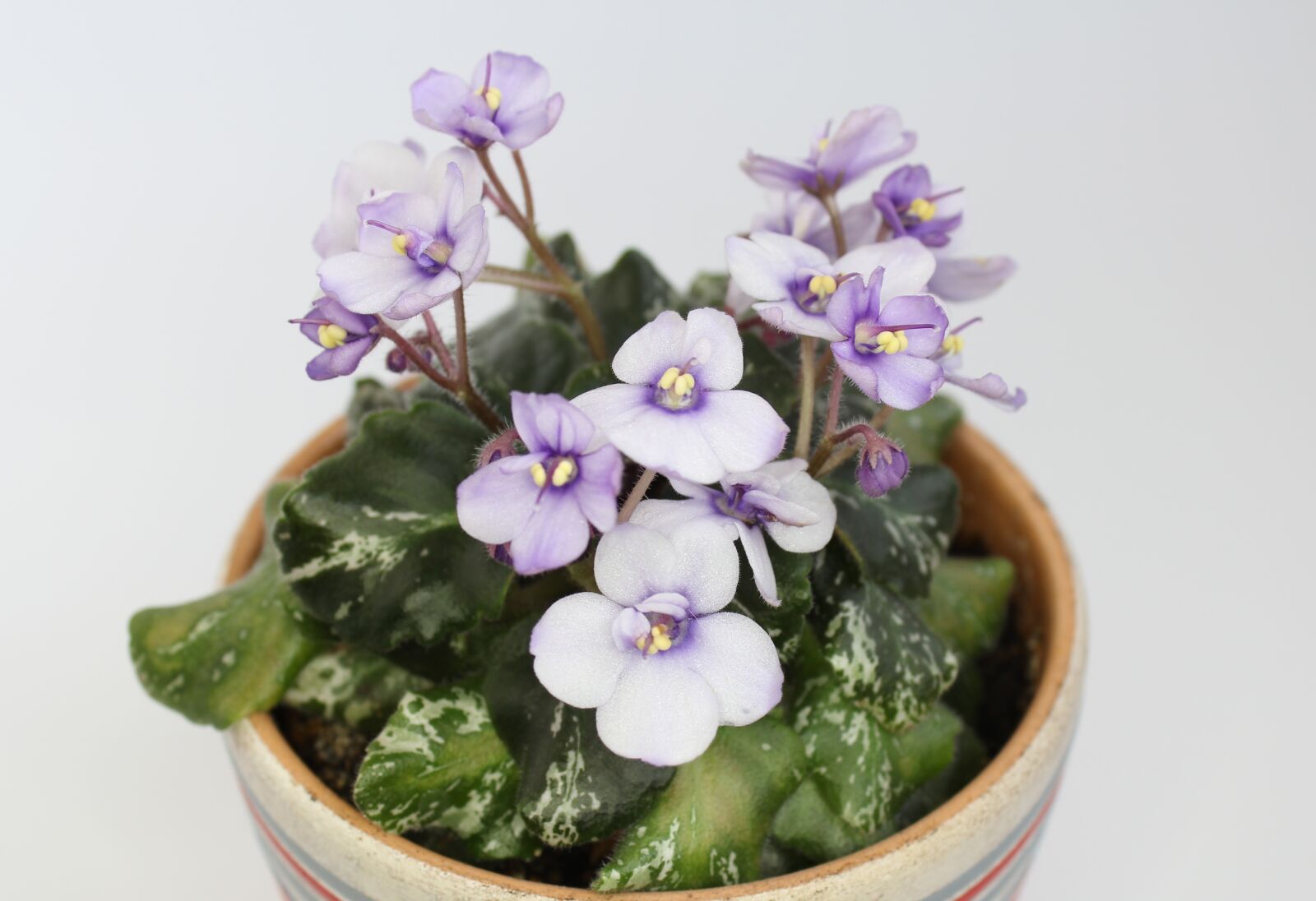 Canon EOS 60D sample photo. Flower, violet, indoor plant photography