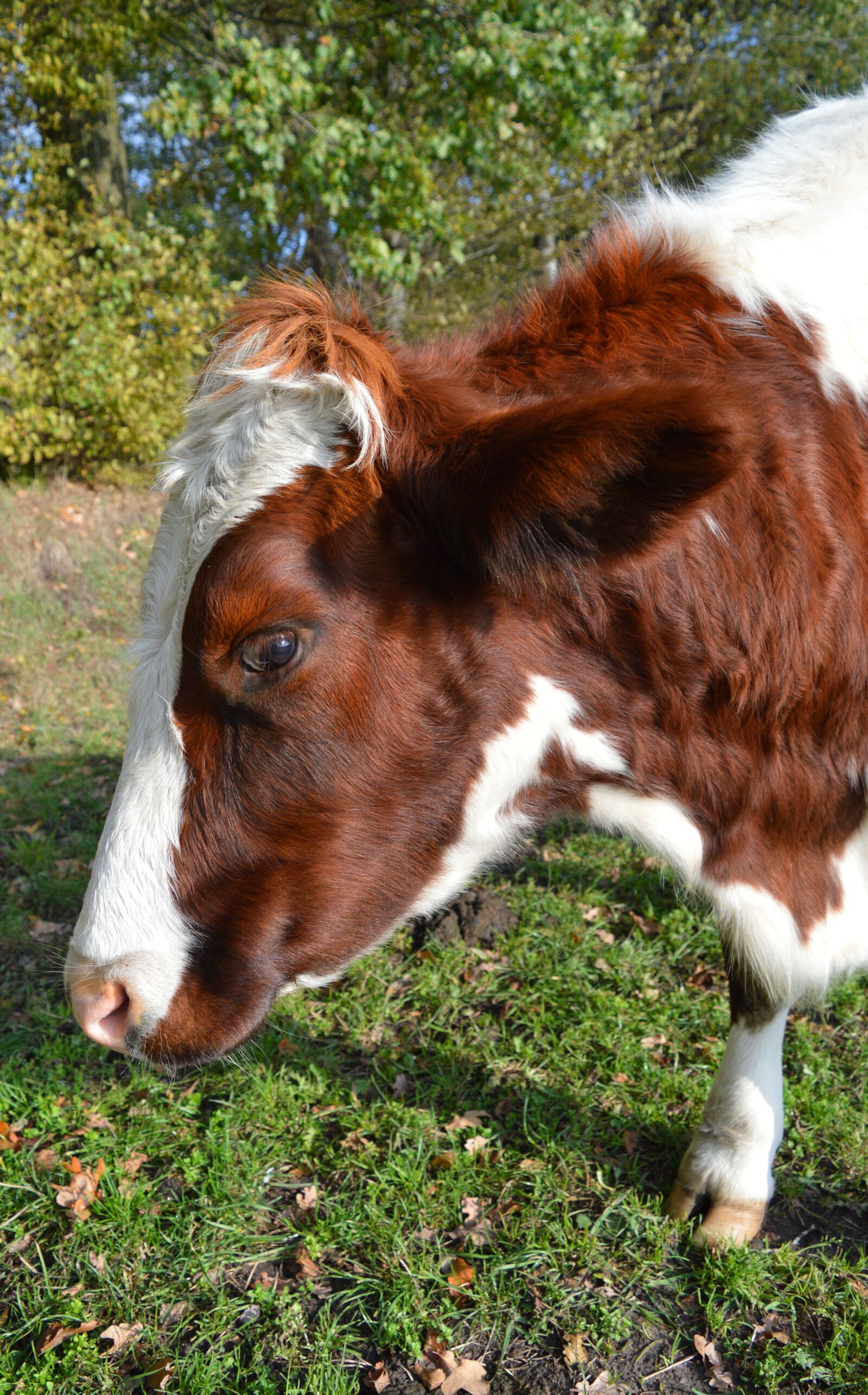Nikon D3200 sample photo. Cow, ruminant, animal photography