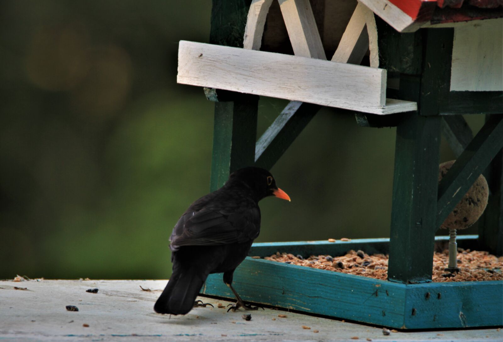 Tamron SP 150-600mm F5-6.3 Di VC USD sample photo. Blackbird, bird, animal photography