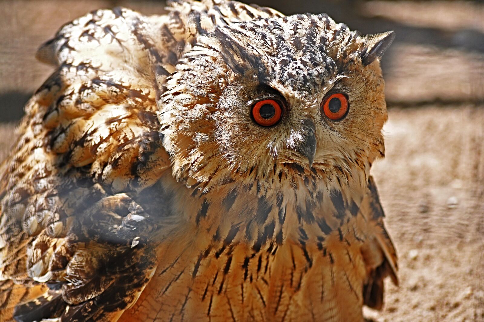 Nikon D90 sample photo. Bird, owl, wild bird photography