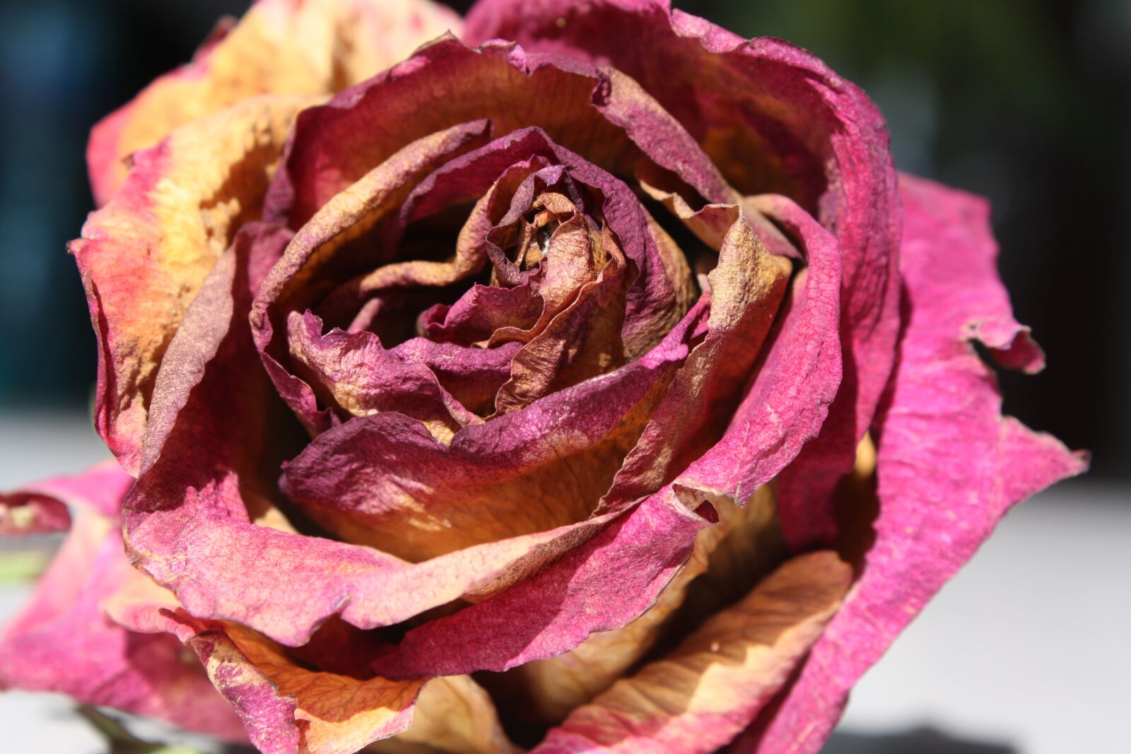 Canon EOS 450D (EOS Rebel XSi / EOS Kiss X2) sample photo. Rose, flower, love photography
