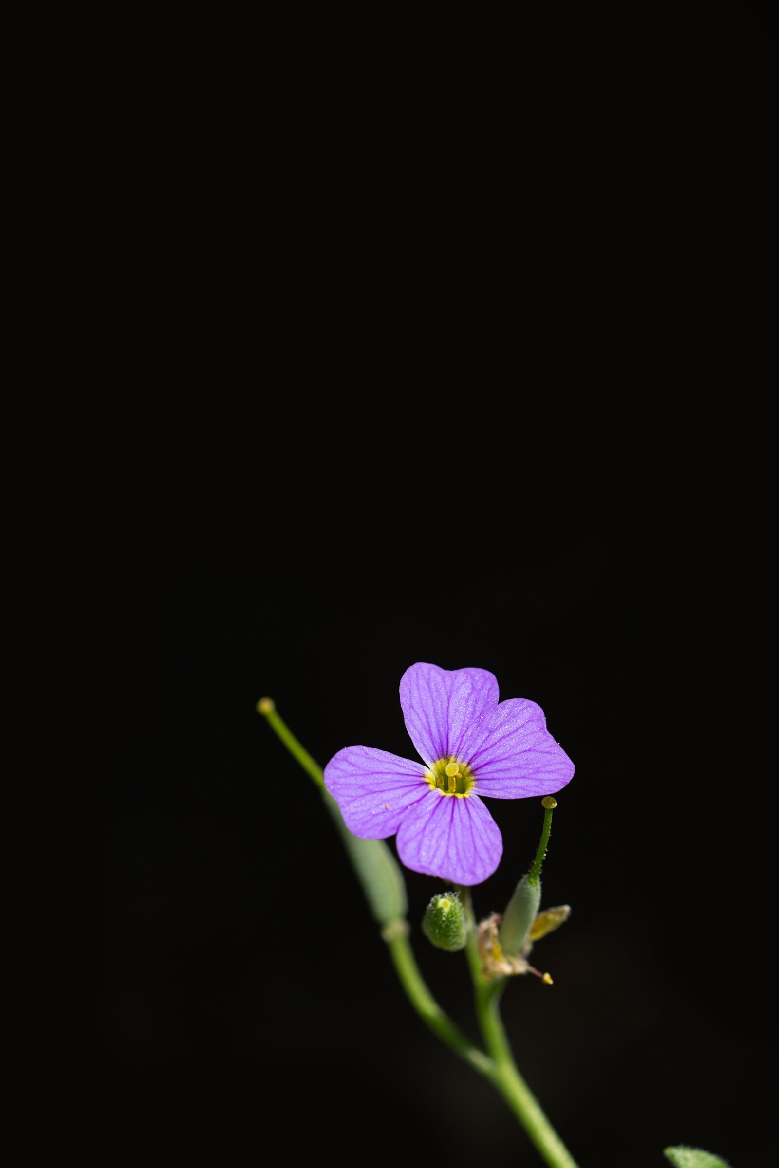 Nikon D7100 sample photo. Flower, blue, violet photography