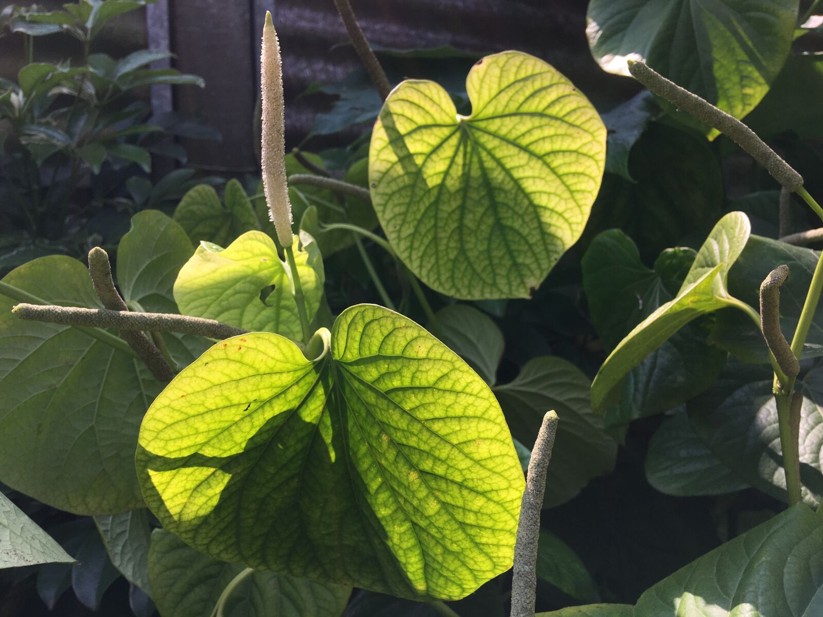Apple iPhone 6s Plus sample photo. Plant, leaf, green photography