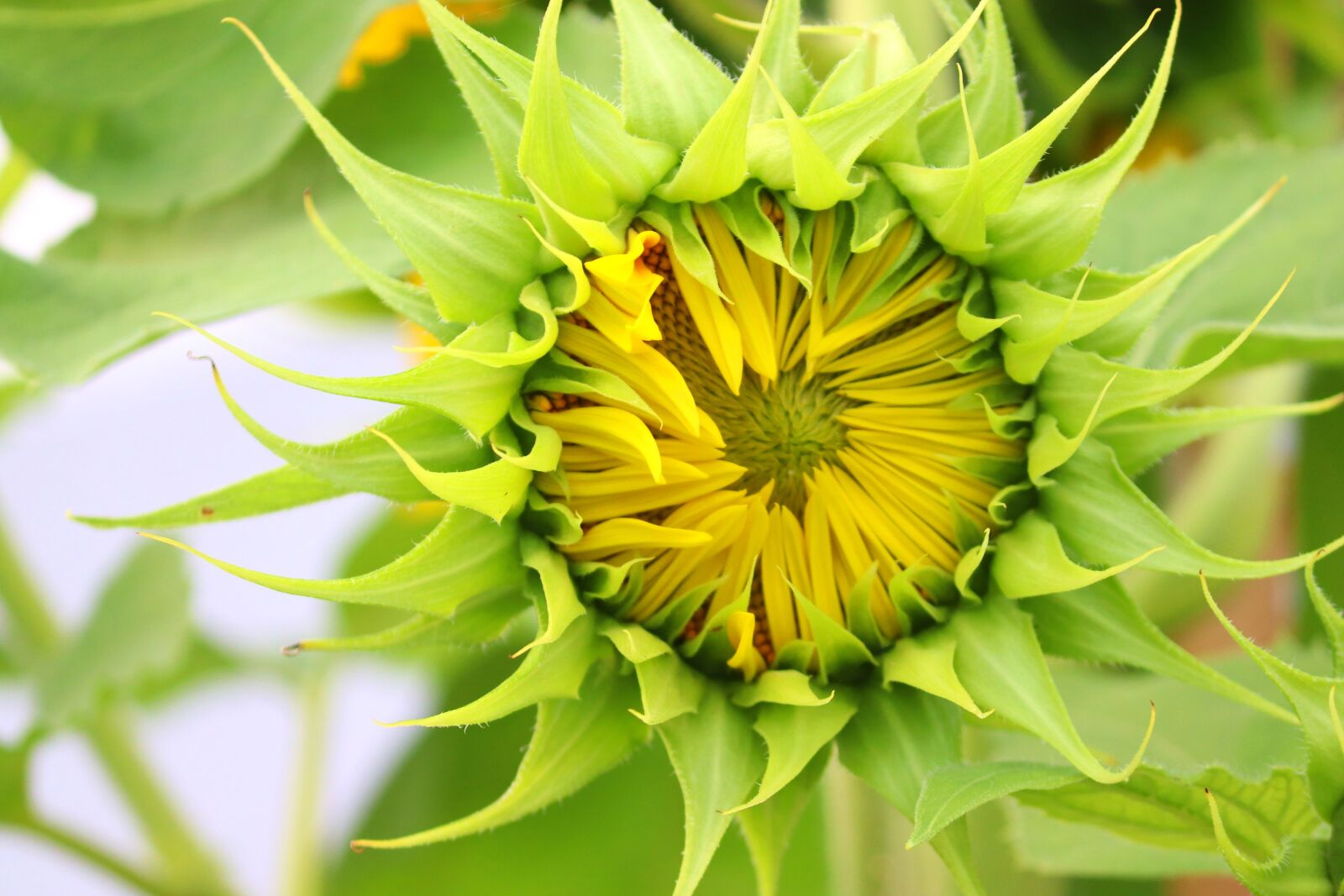 Canon EOS 200D (EOS Rebel SL2 / EOS Kiss X9) sample photo. Sunflower, flower, bud photography