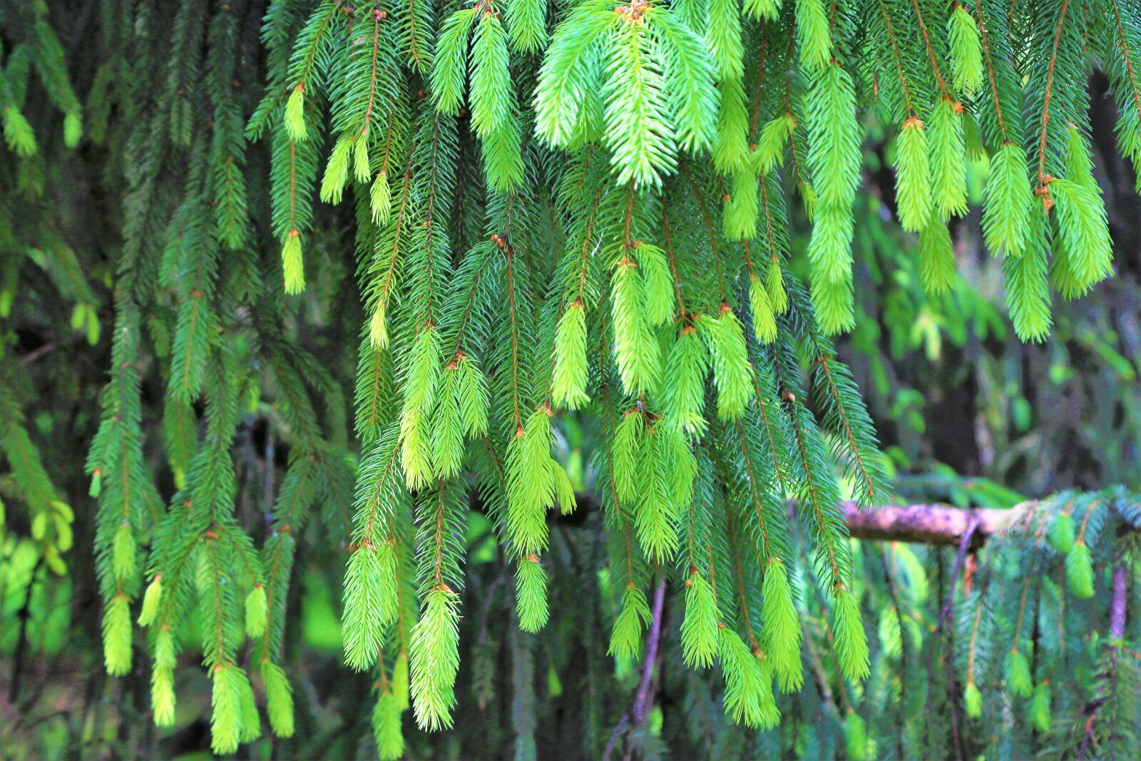Canon EF 24-105mm F4L IS USM sample photo. Forest, sprouts, nature photography