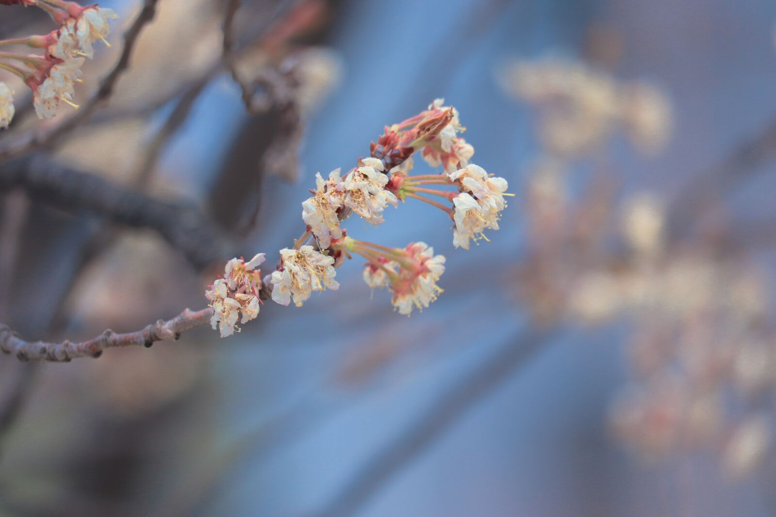 Canon EF-S 55-250mm F4-5.6 IS STM sample photo. Flowers, landscape, nature photography