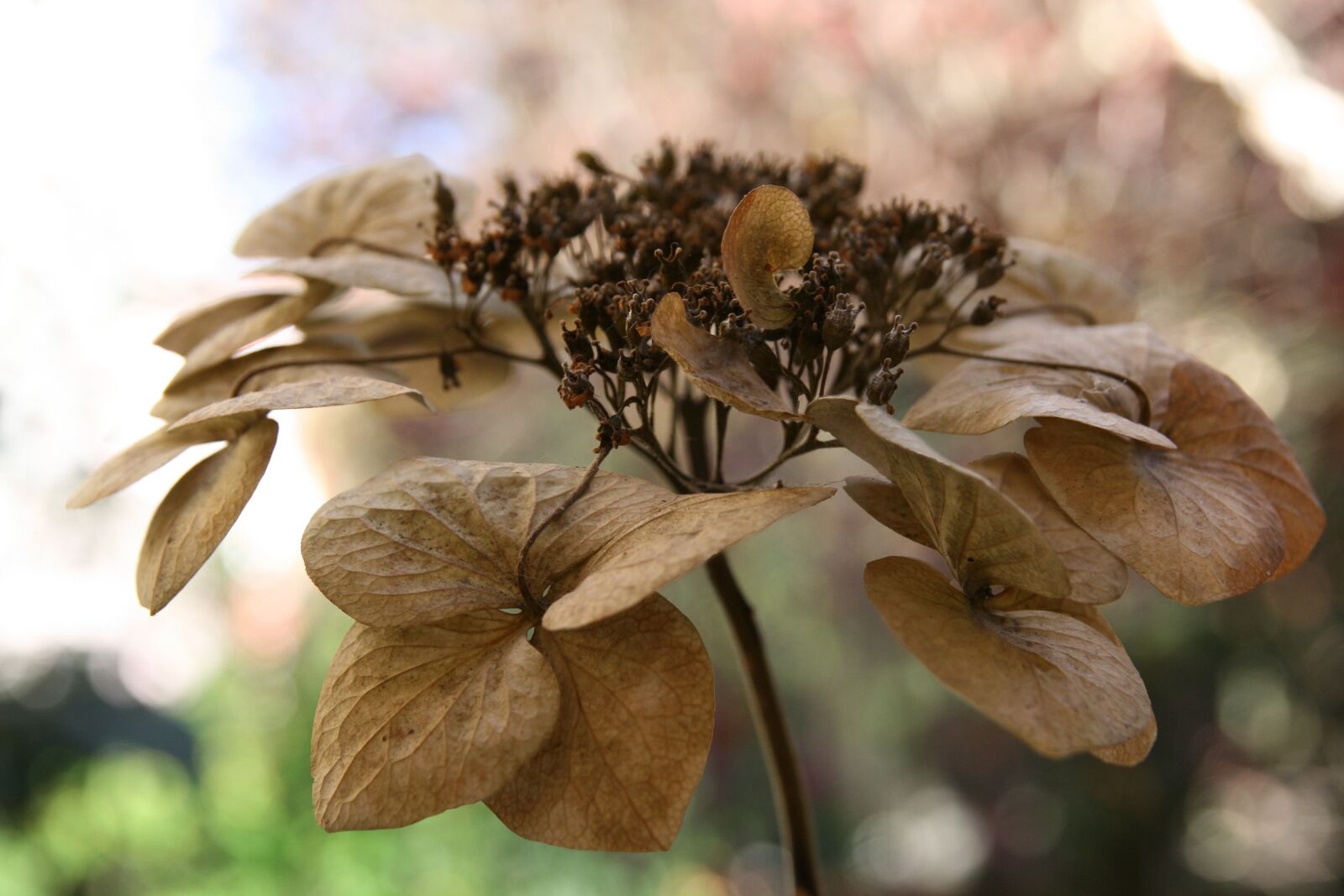 Canon EOS 400D (EOS Digital Rebel XTi / EOS Kiss Digital X) sample photo. Hydrangea, trockenblume, faded photography