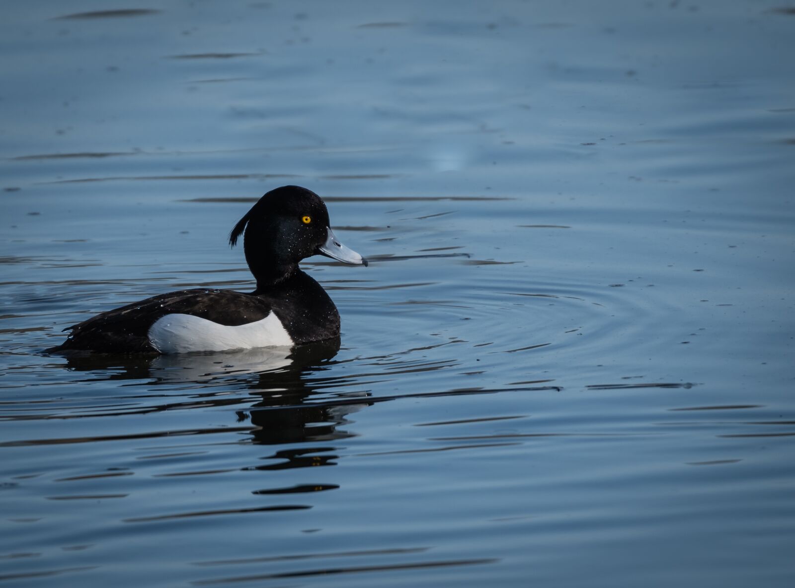 Nikon D500 sample photo. Fauna, bird, tufted photography