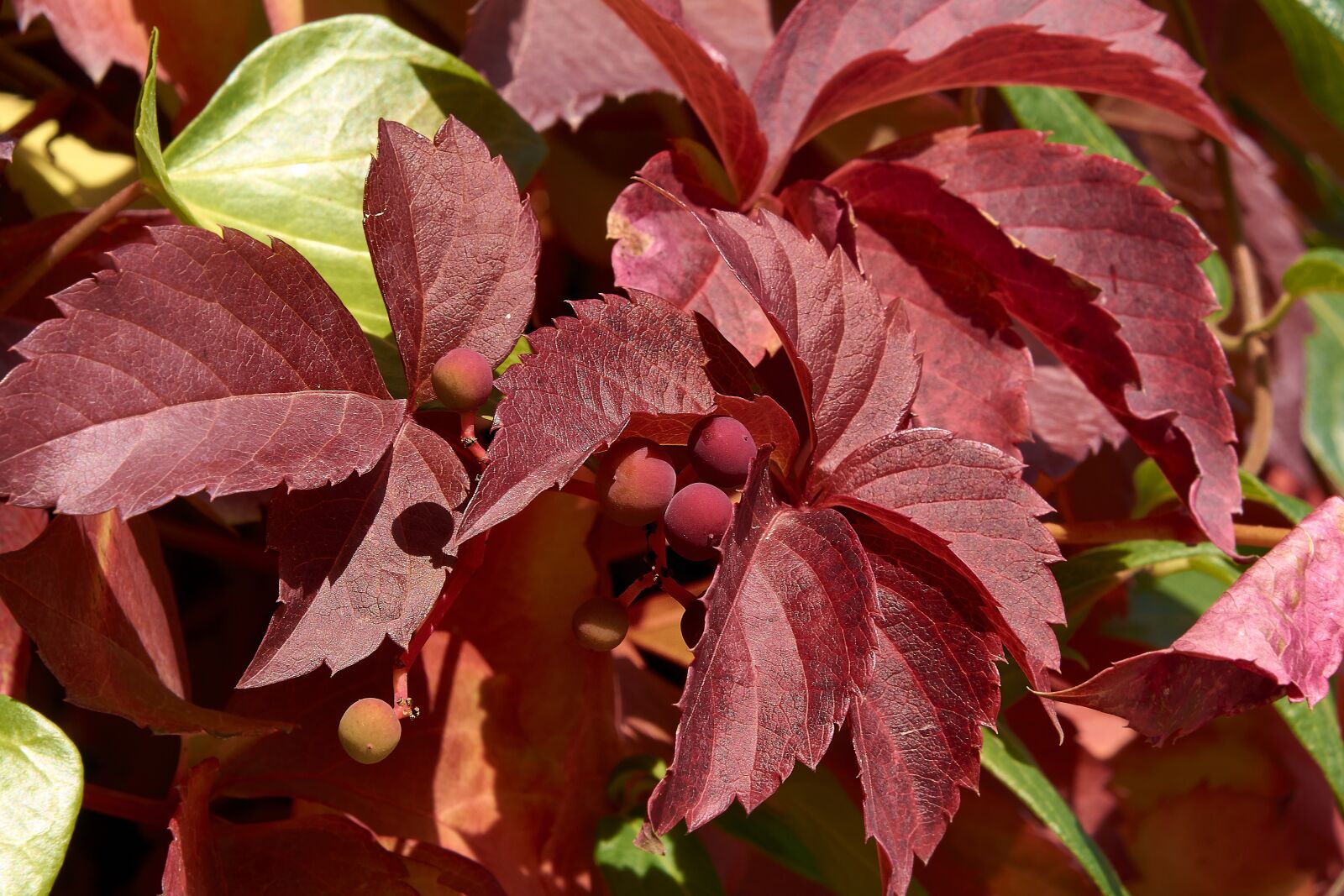 Nikon D7200 sample photo. Leaves, autumn, colorful photography