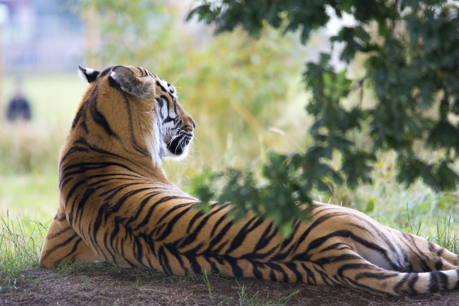 Nikon D5200 sample photo. Tiger, wildlife, animal photography