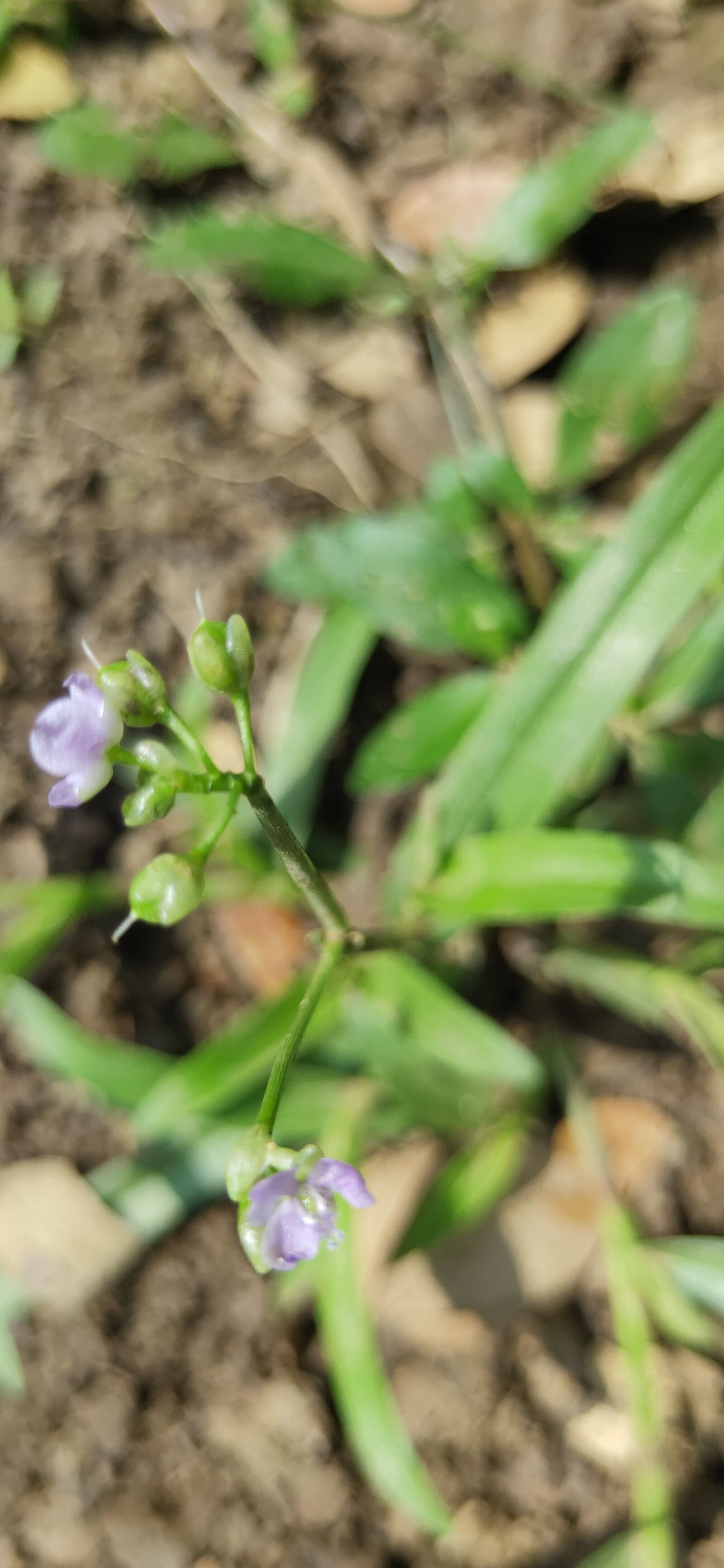 Realme 3 PRO sample photo. Flower, nature, grass photography