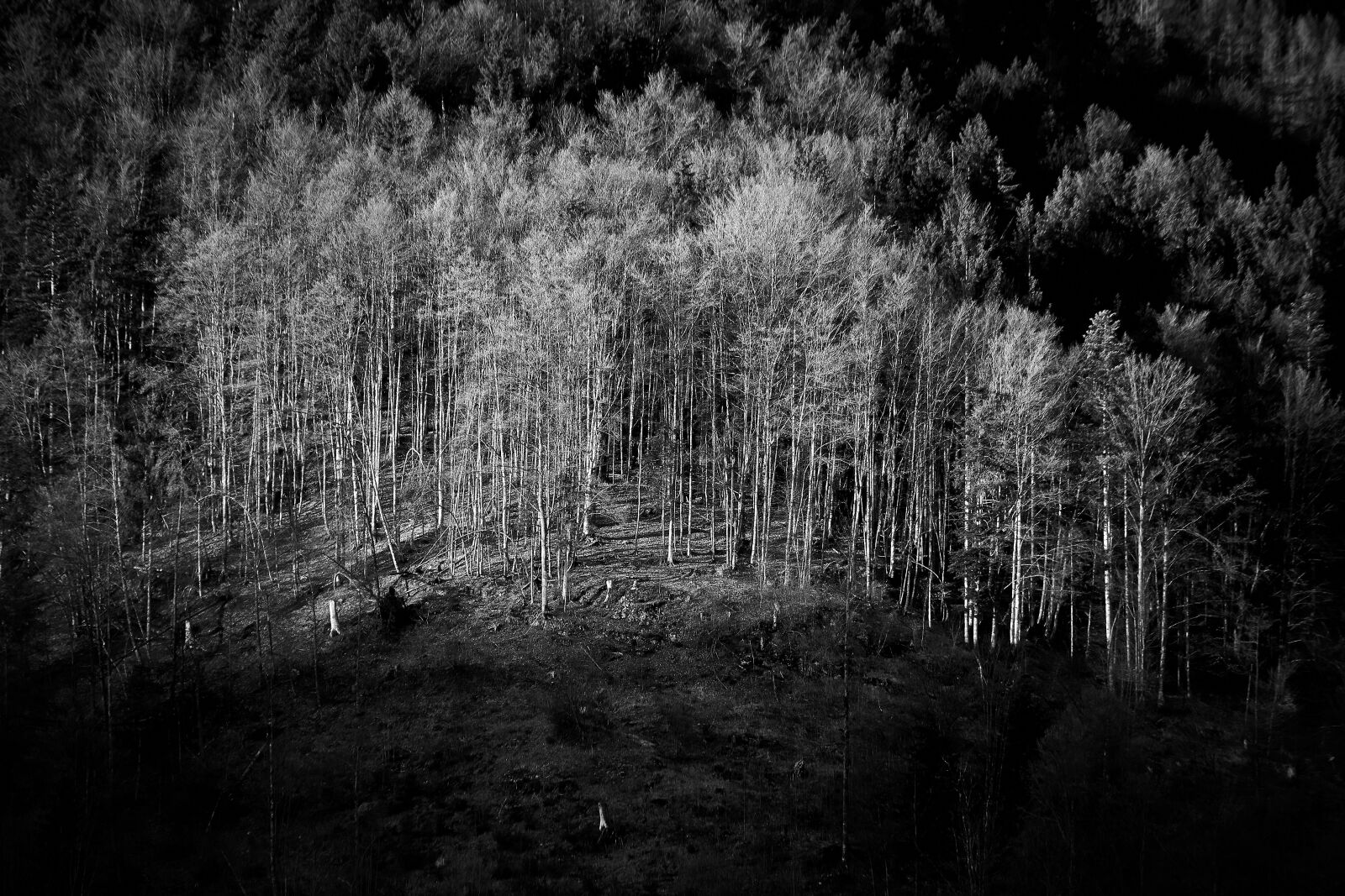 Sony ILCA-77M2 + Sony DT 55-300mm F4.5-5.6 SAM sample photo. Forest, light, black and photography