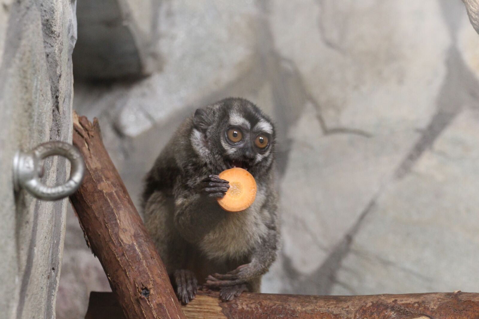 Canon EOS 1300D (EOS Rebel T6 / EOS Kiss X80) + Canon EF 70-200mm F4L USM sample photo. Lemur, zoo, cute photography